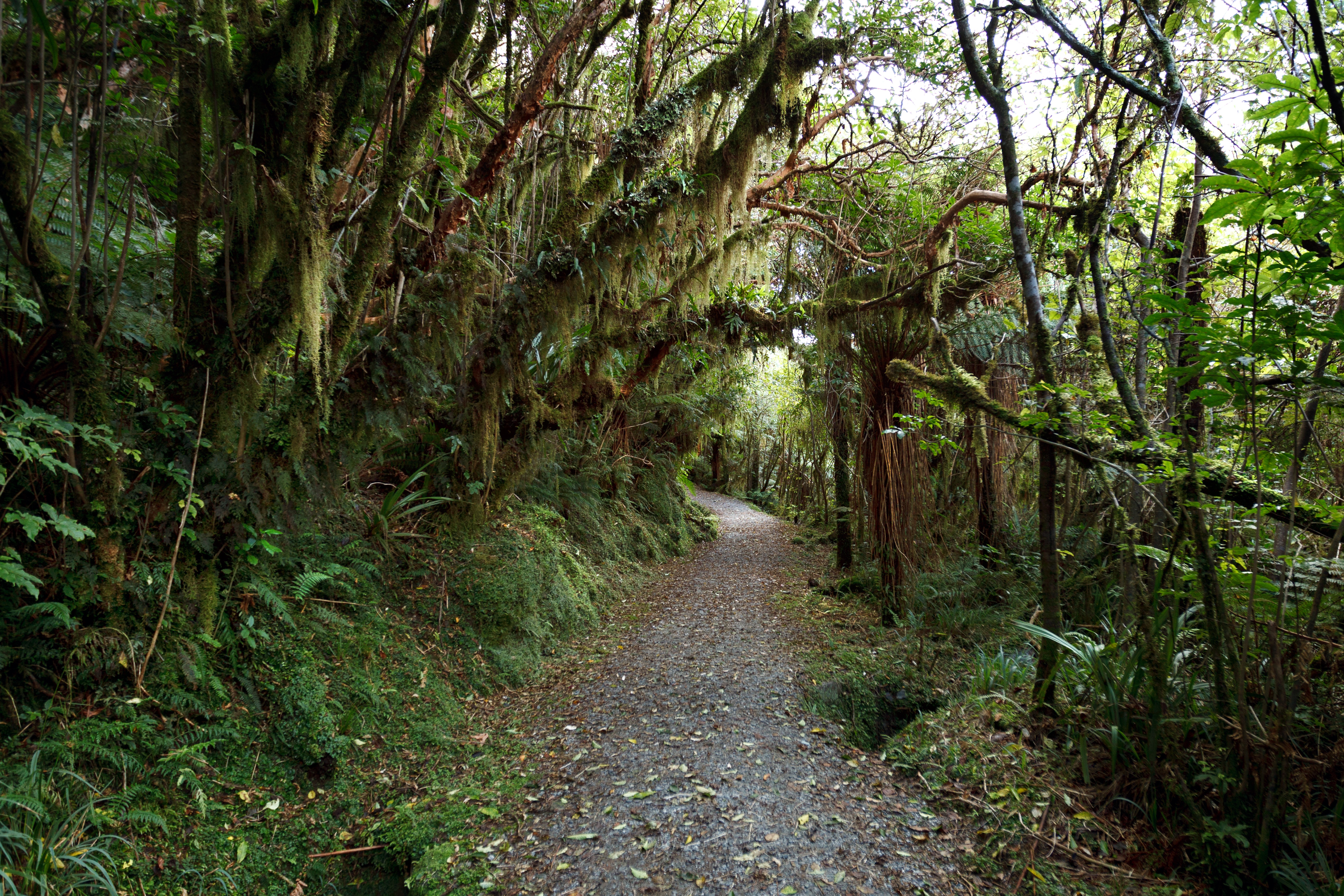 Wallpaper Autumn, Forest, Rain, Fall, Track, Autumn, Rain Forest, Path for mobile and desktop, section природа, resolution 5616x3744