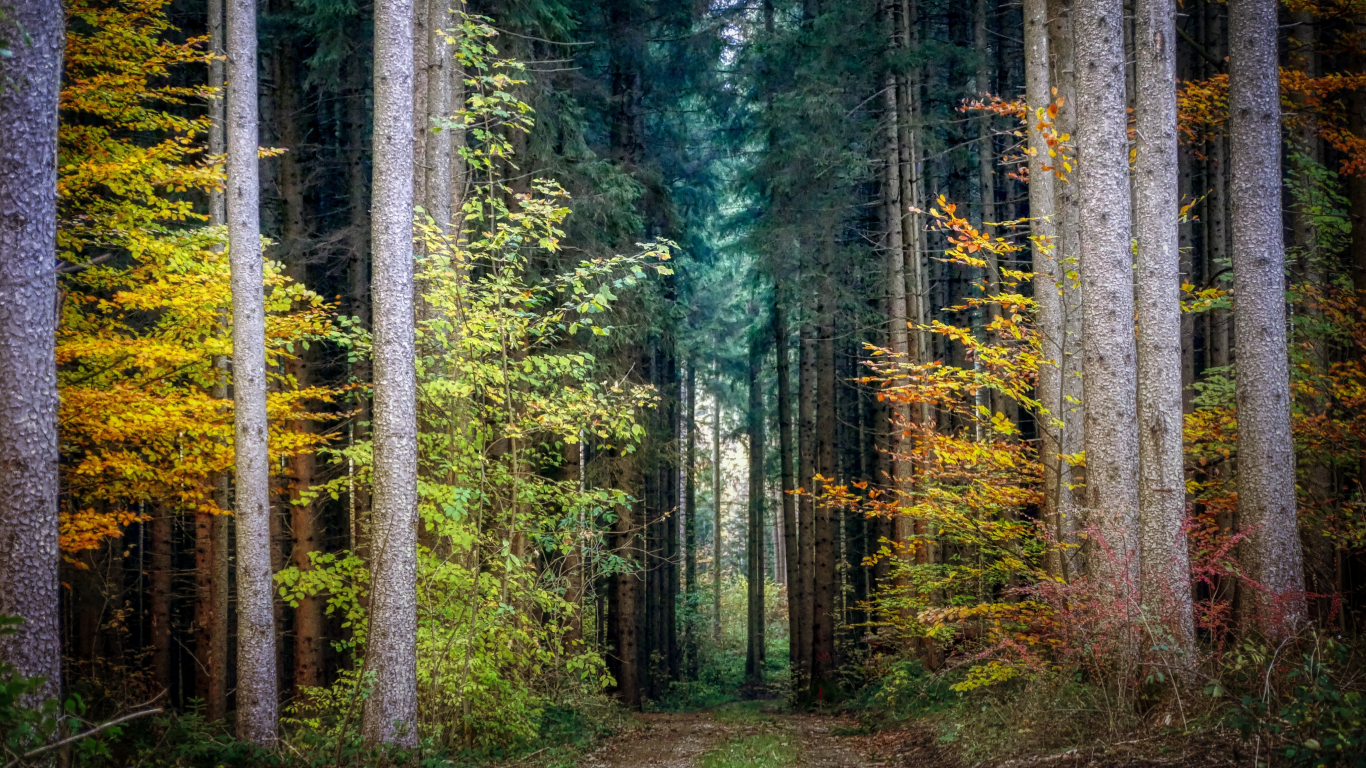 Forest trees green pathway autumn wallpaper background