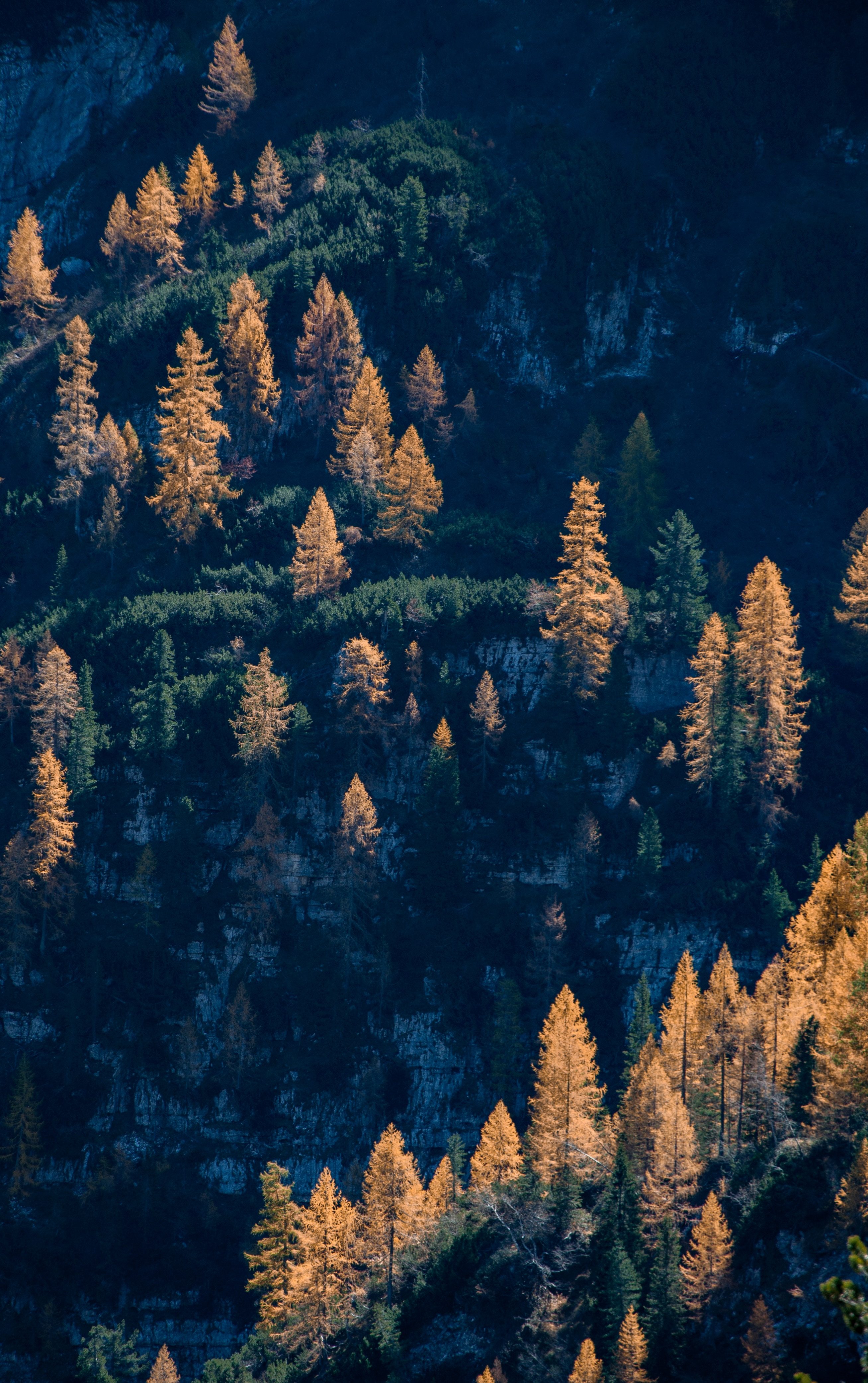 Woodland And Autumn iPhone Wallpaper