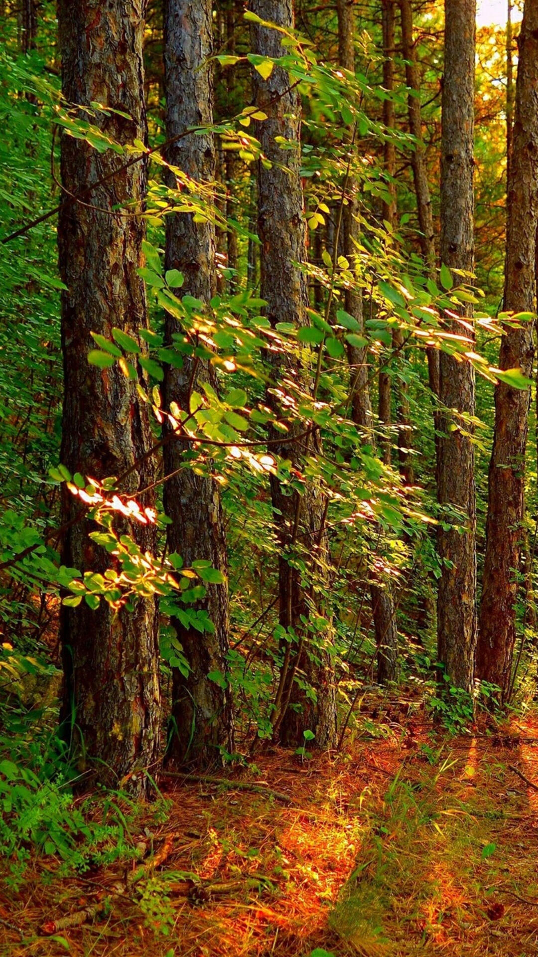 Coniferous forest by day · 1080x1920 iPhone 6S+/7+/free photo from chappie and wallpaper