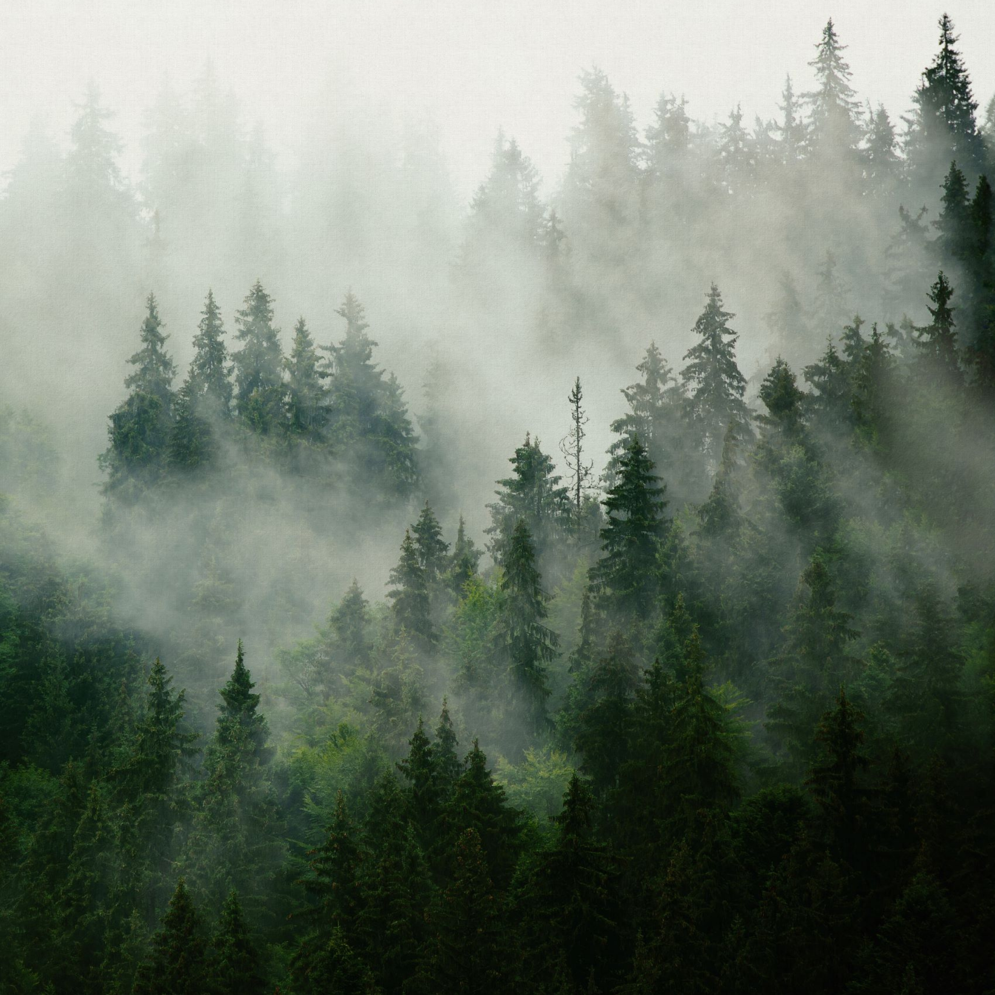 Pinetop Peel and Stick Wallpaper