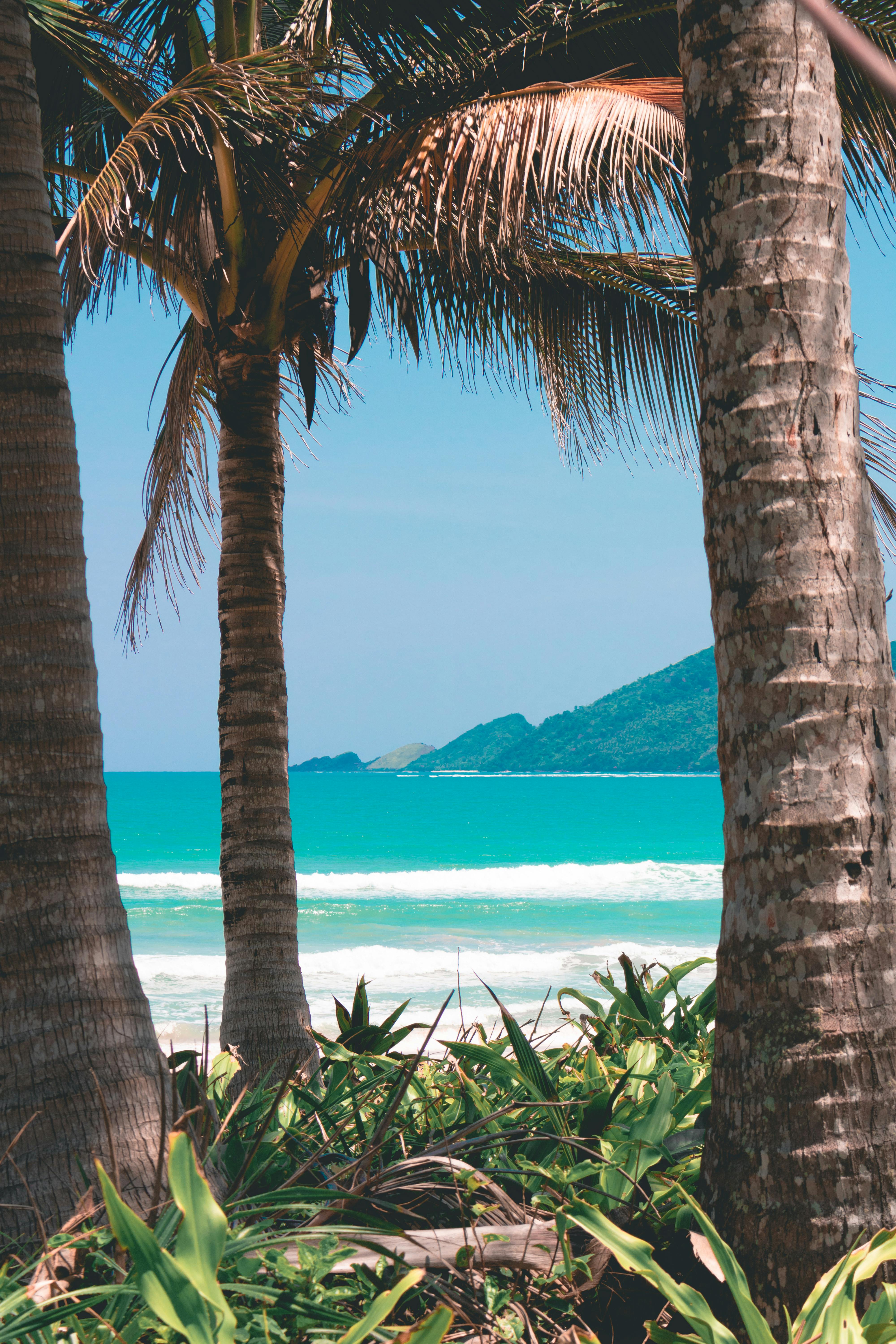 Palm Trees on the Beach · Free