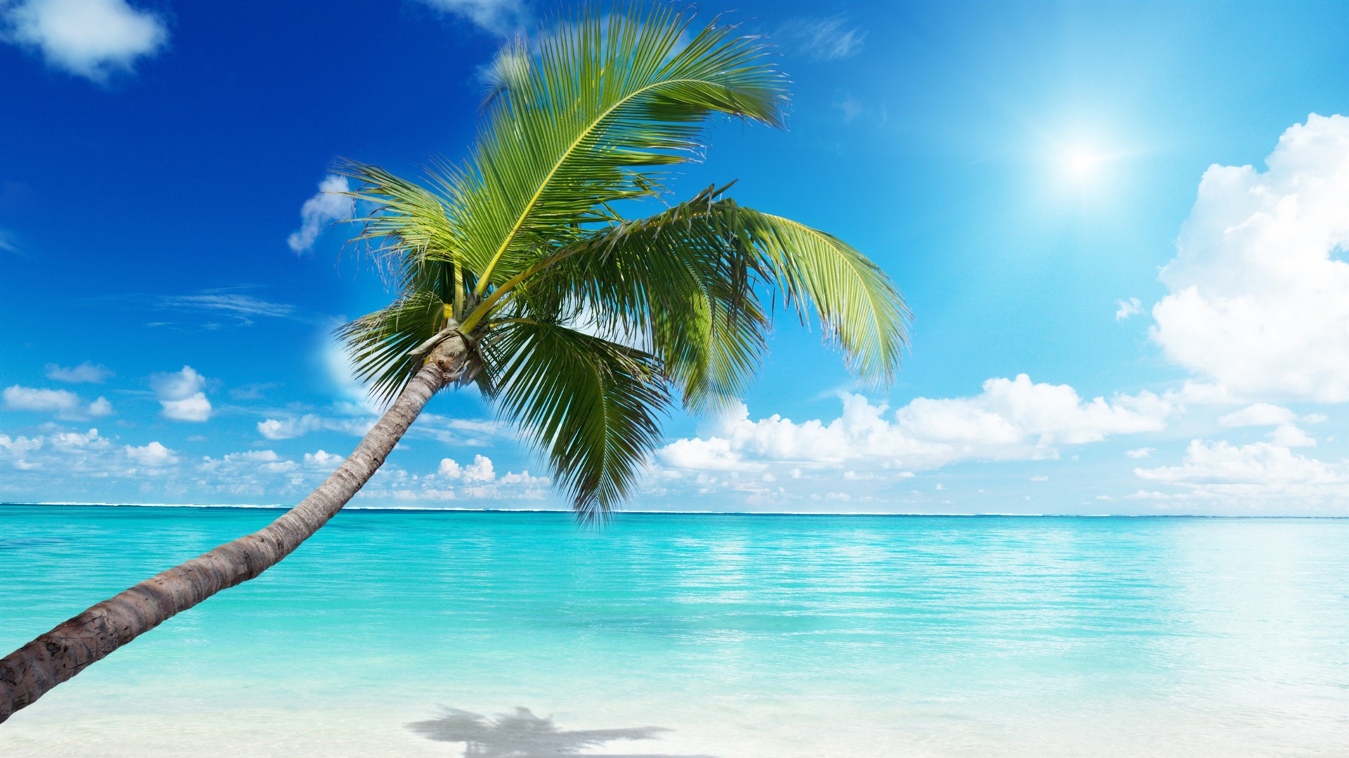 Palm Tree Beach Sunny Summer Scenery HD Wallpaper