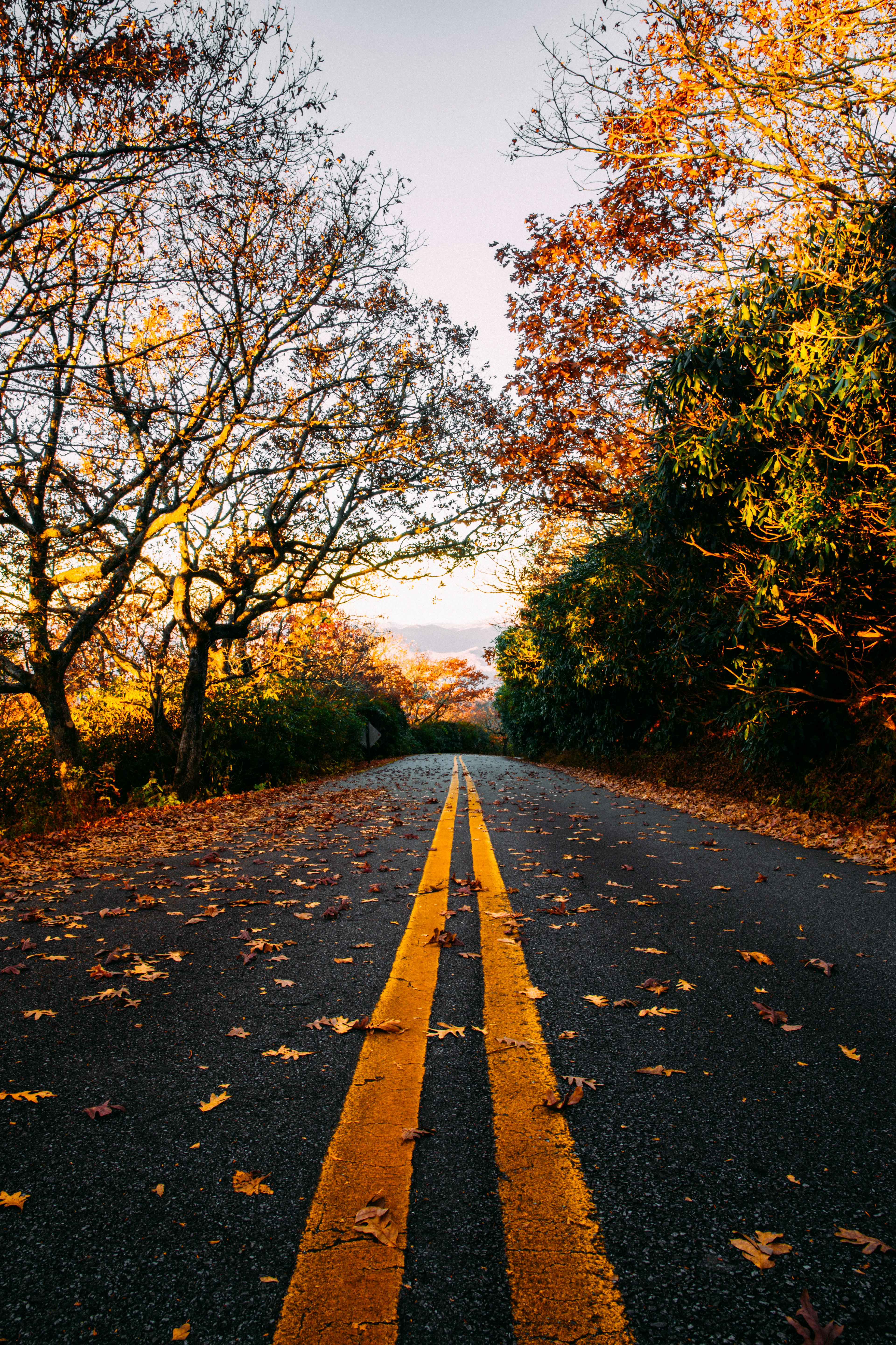 Road in Autumn · Free