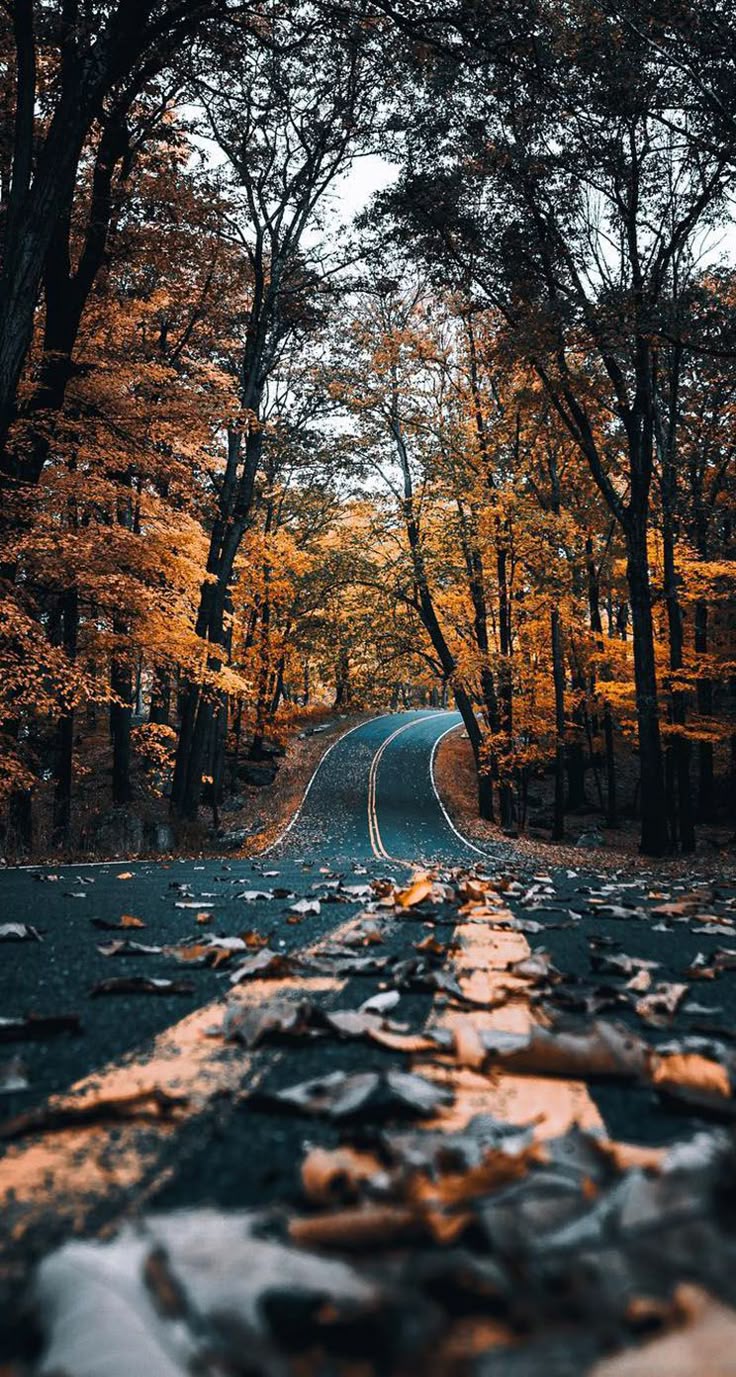 Autumn Road With Leaves IPhone Wallpaper