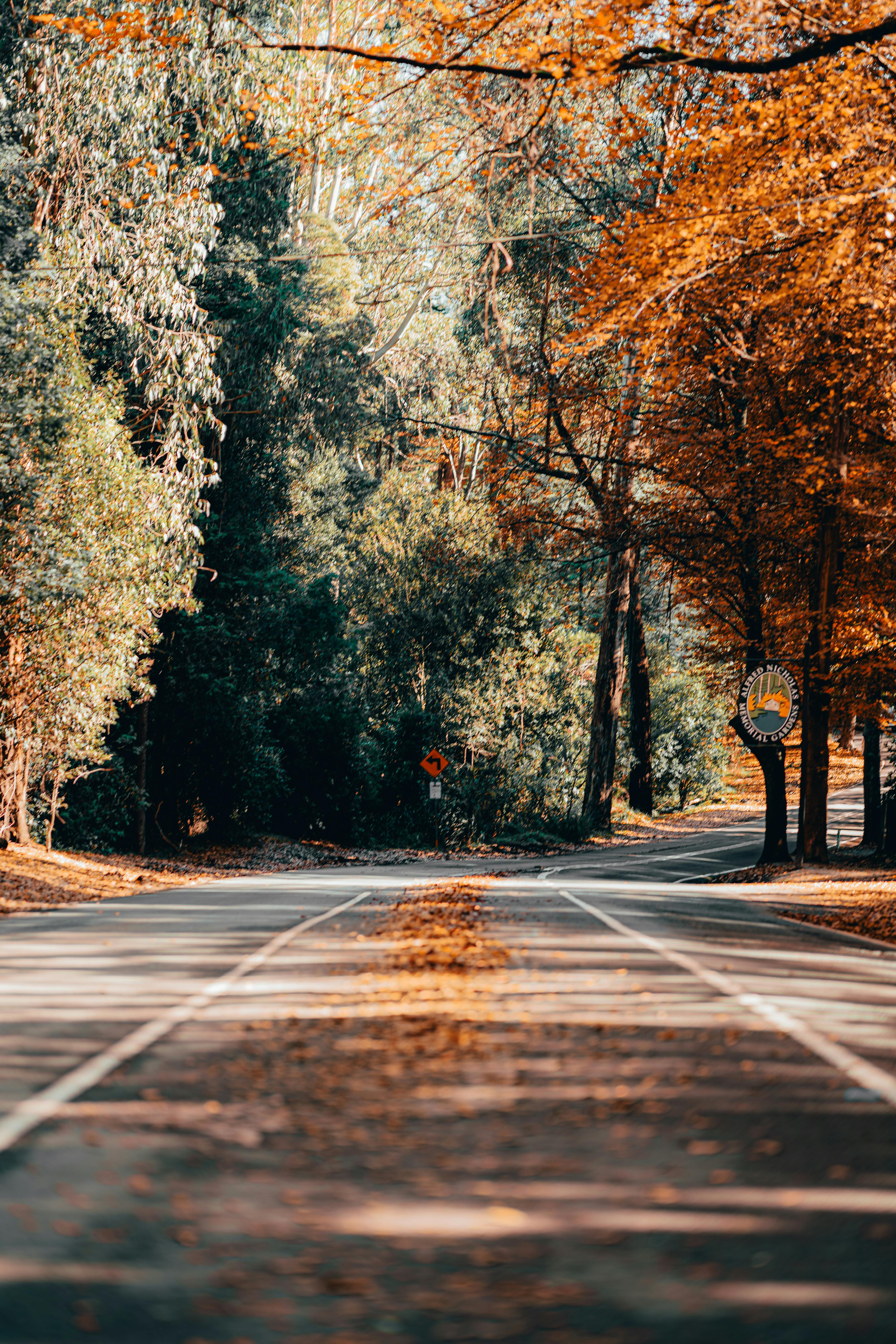 Road with Autumn Leaves · Free