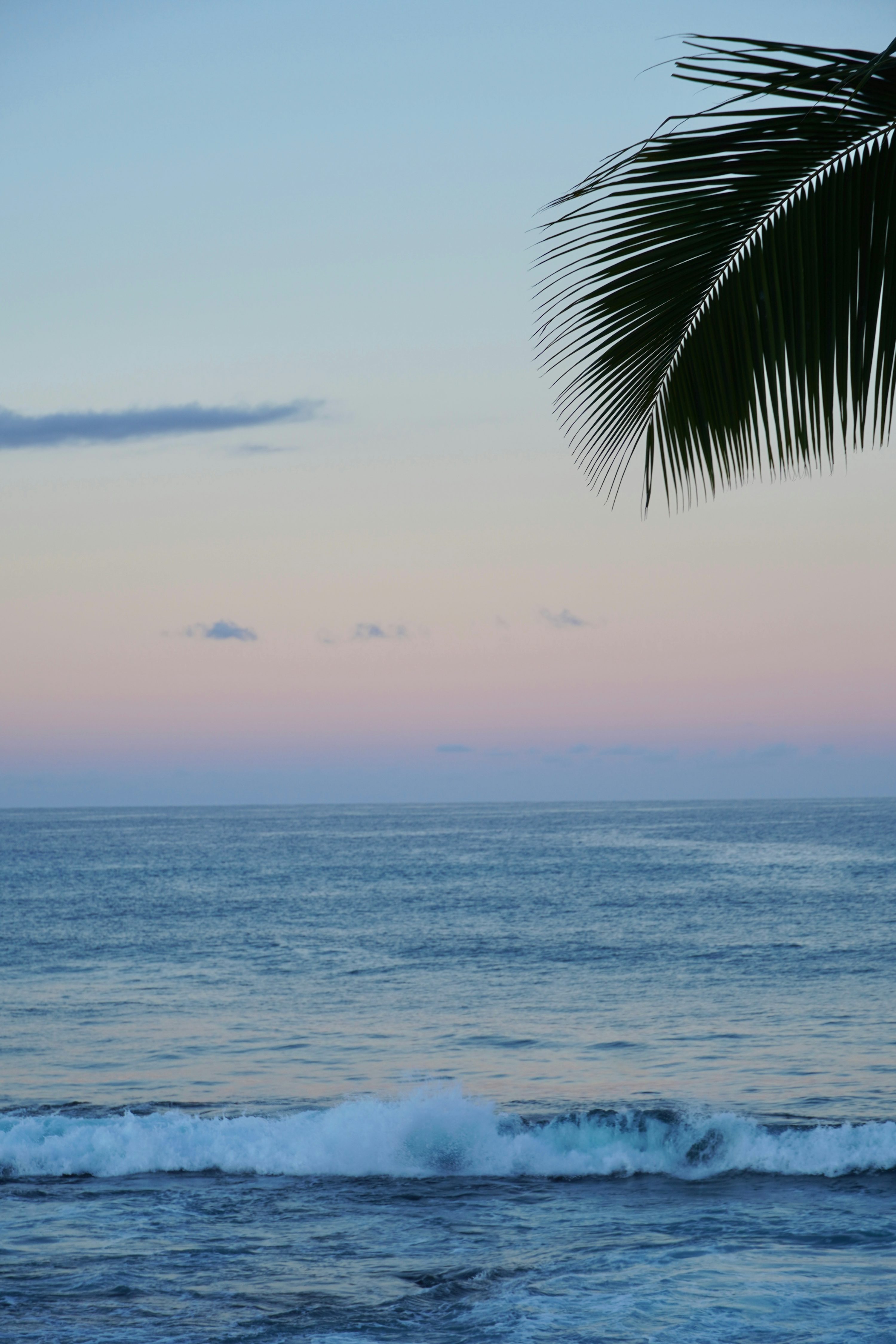 A palm tree hanging over a body of water photo