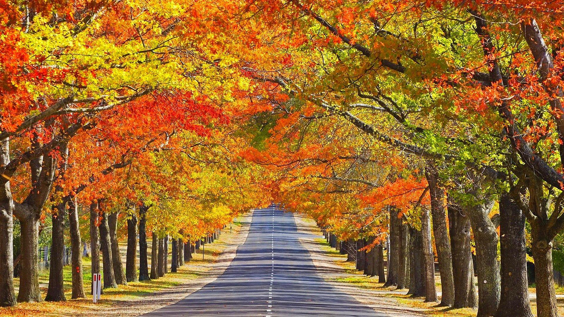 Download Tree Lined Tree Fall Man Made Road HD Wallpaper