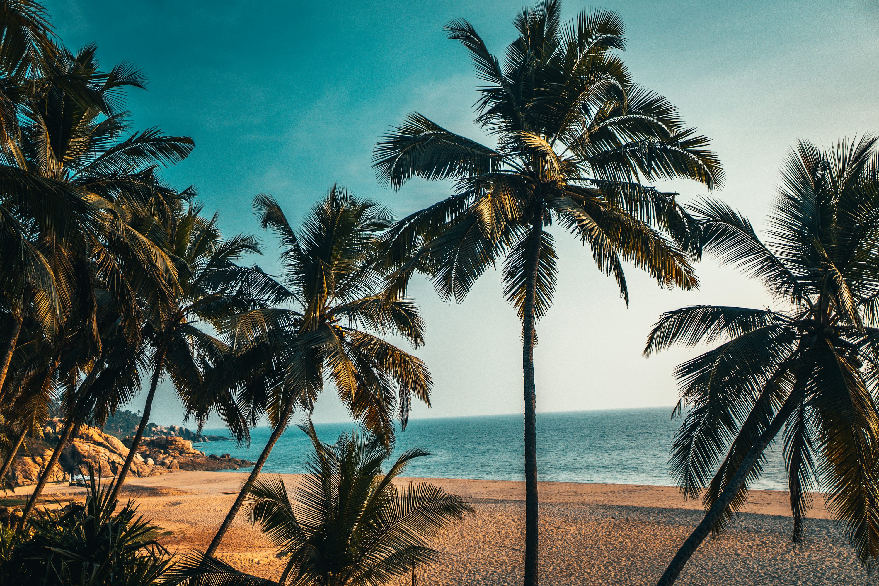 Palm tree on beach shore during daytime photo