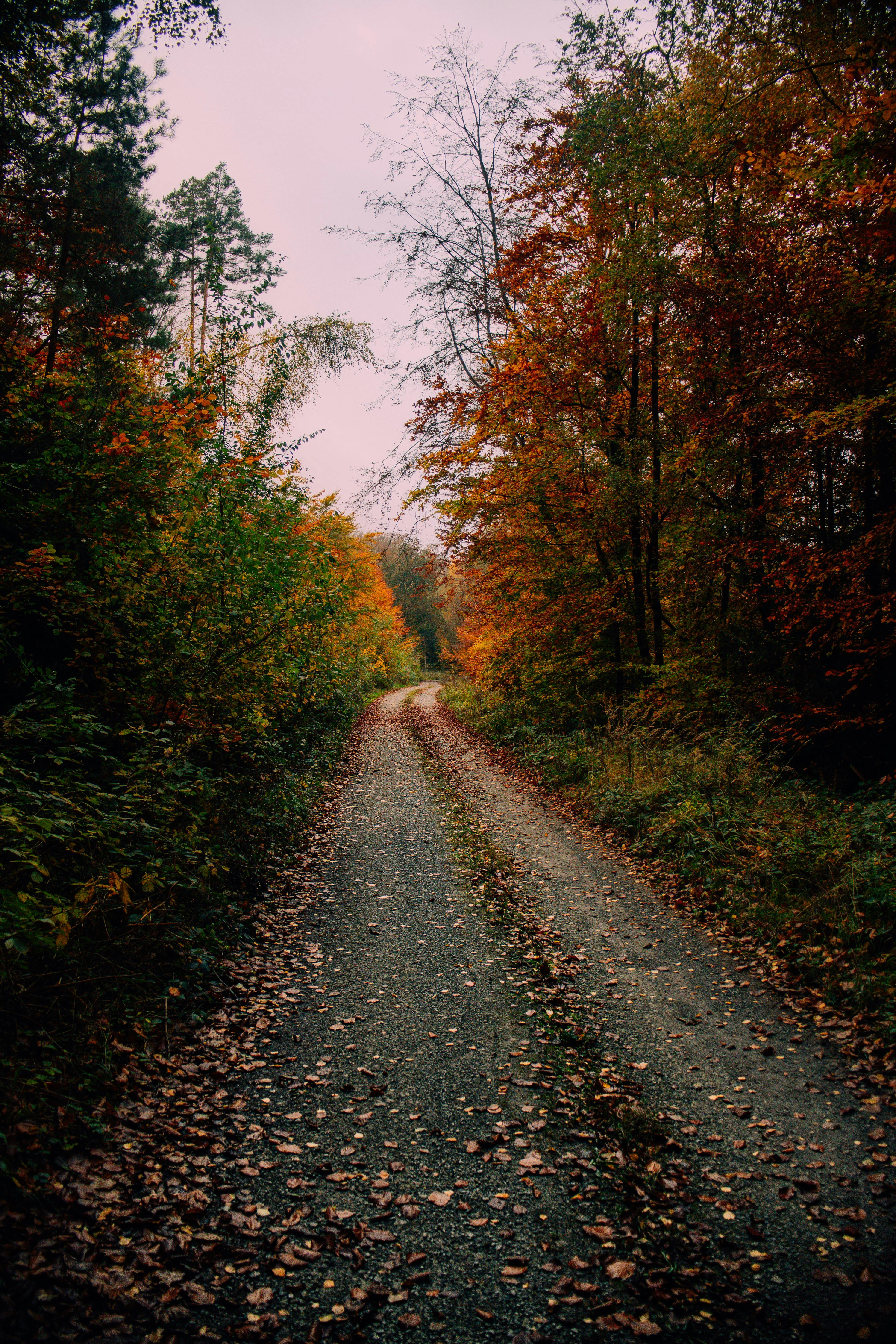 Serene Autumn Pathway Through Forest · Free