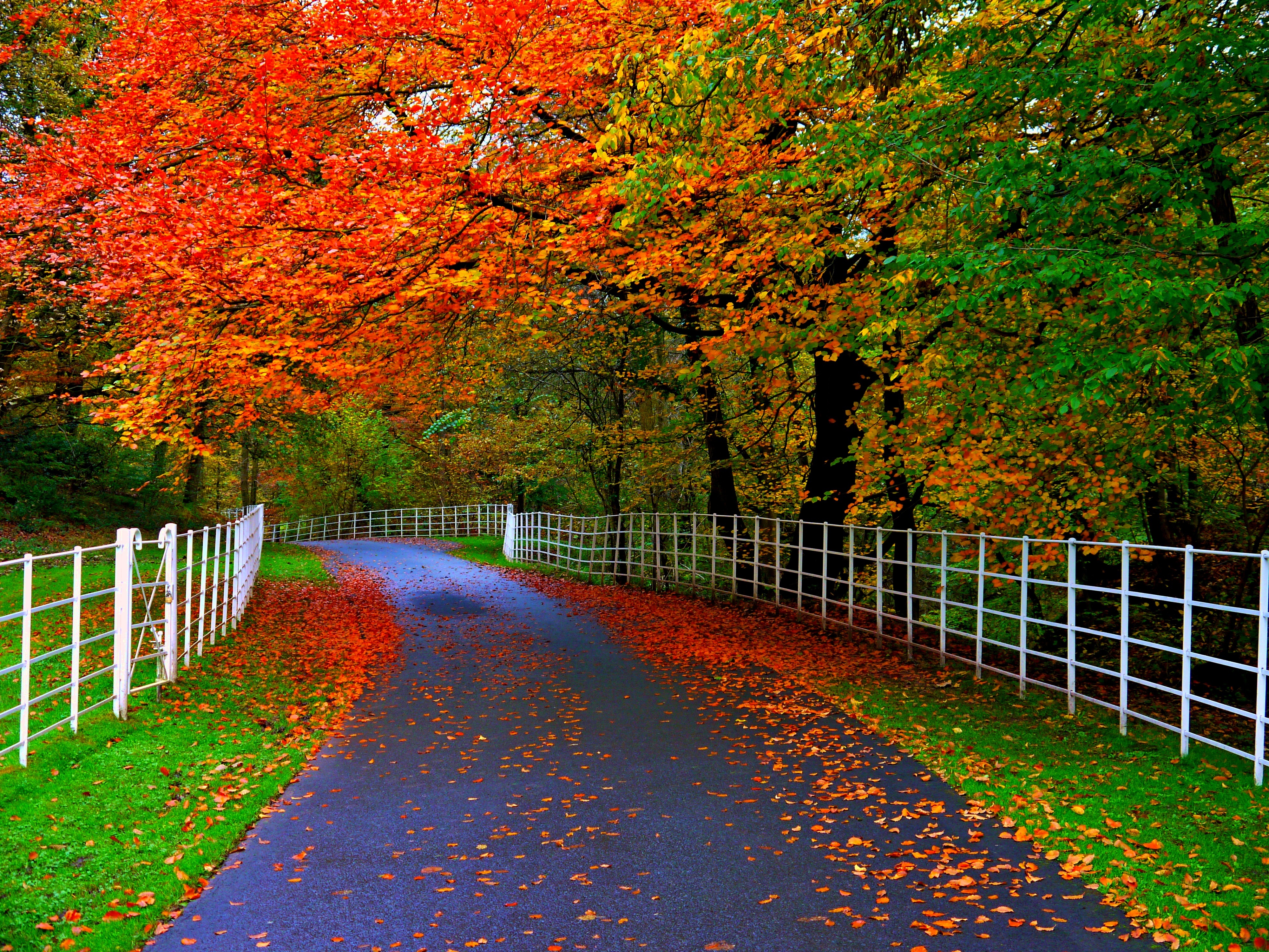 Wallpaper road, autumn, forest, leaves, trees, nature, Park, colors for mobile and desktop, section природа, resolution 4000x3000