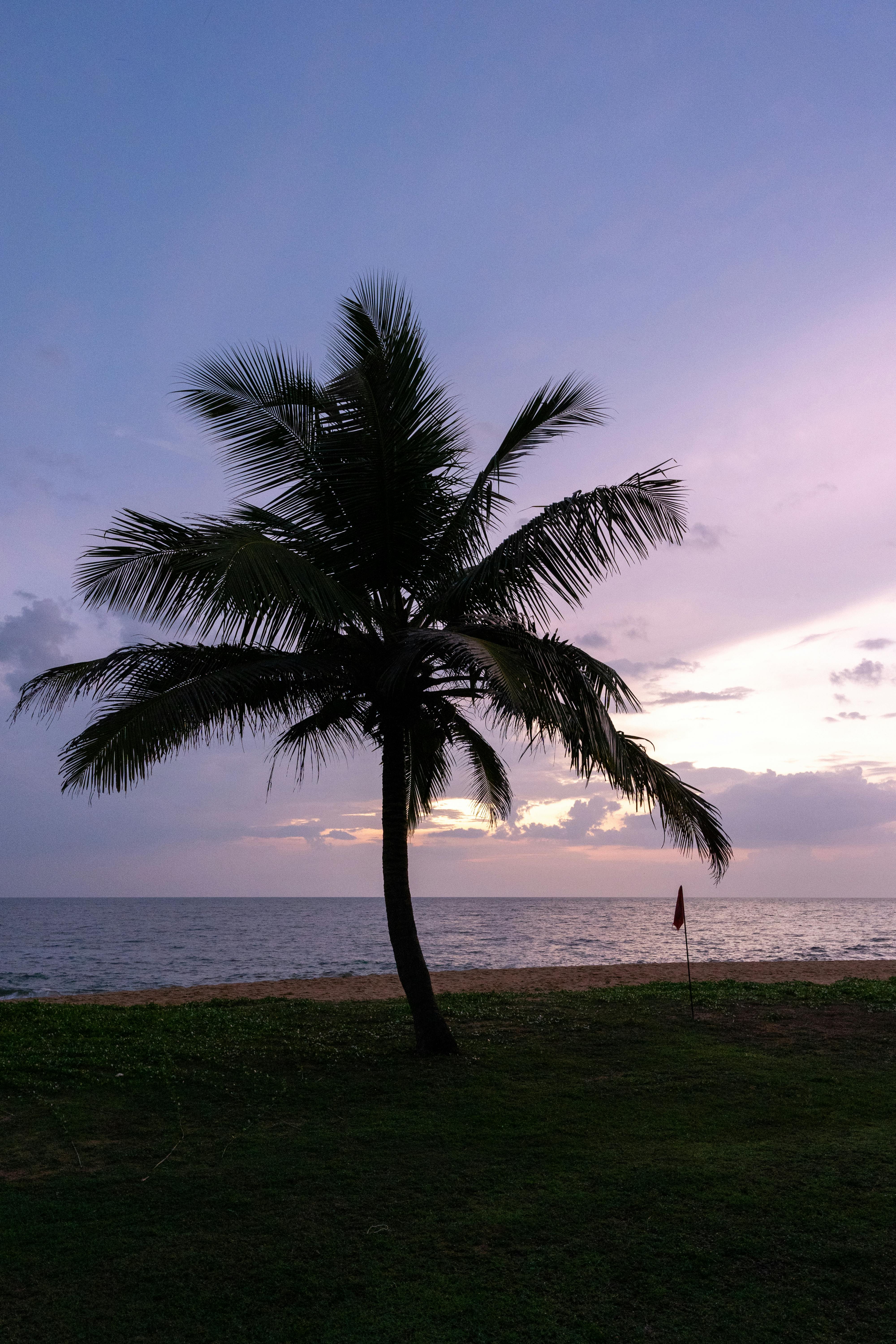 Palm Tree on a Beach · Free