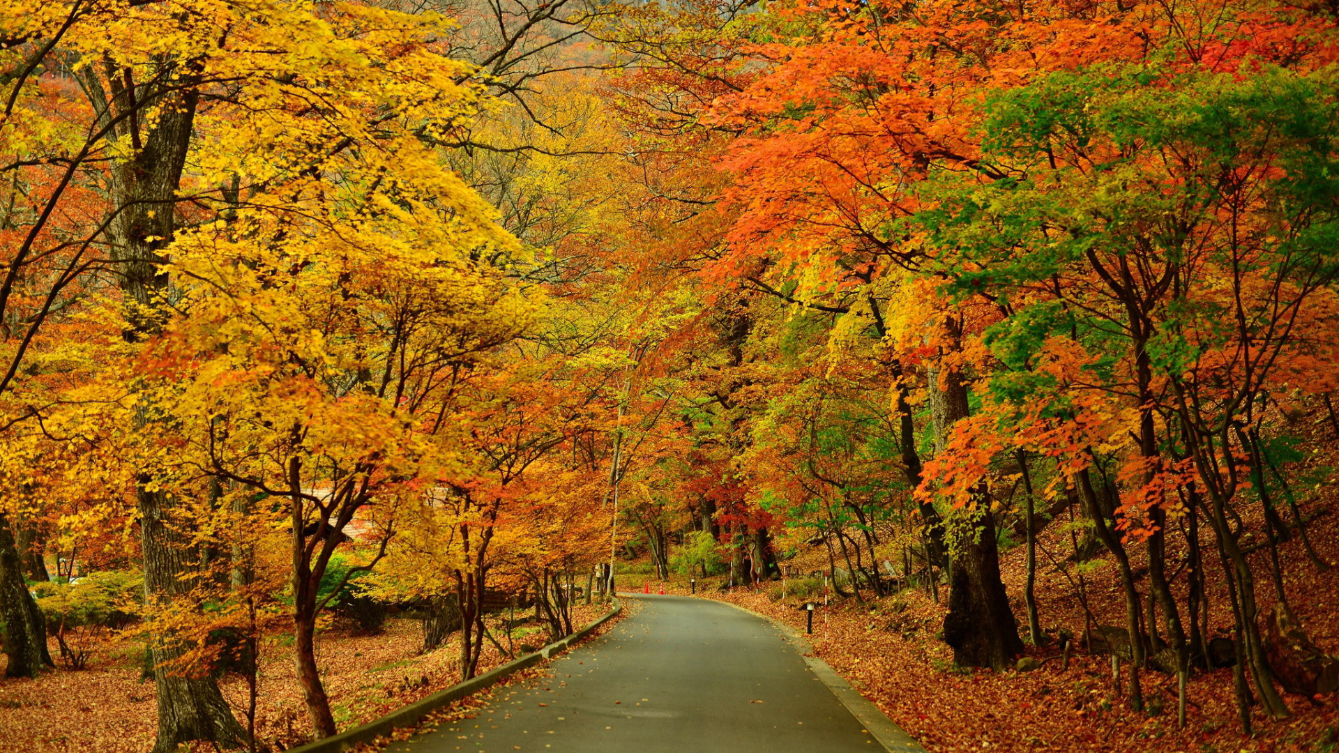 Fall Road Background​-Quality Free Image and Transparent PNG Clipart