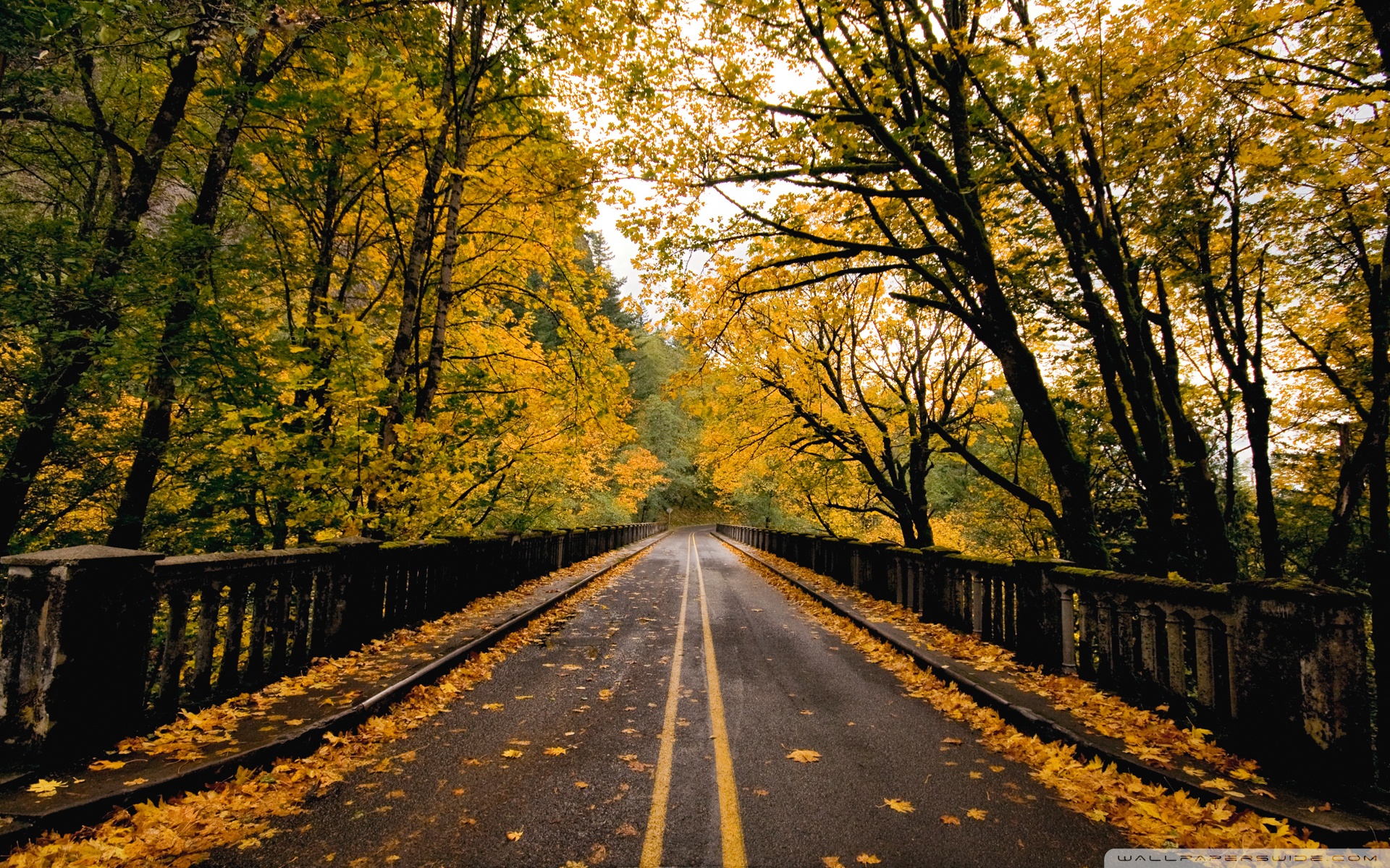 Autumn Road 4K UHD Wallpaper for UltraHD Desktop and TV, Smartphone and Tablet Devices