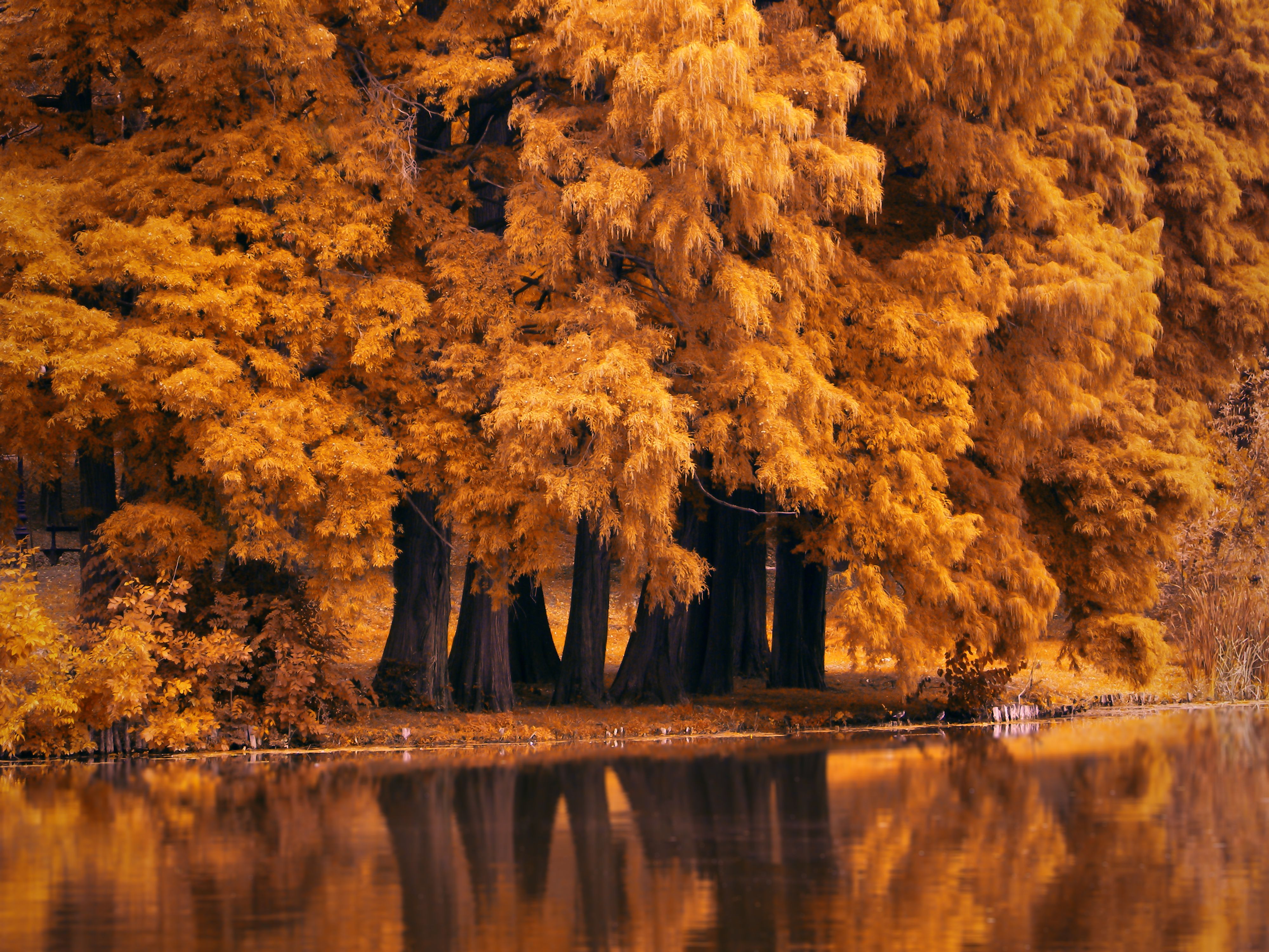 Fall Nature Wallpaper, HD Fall Nature Background on WallpaperBat
