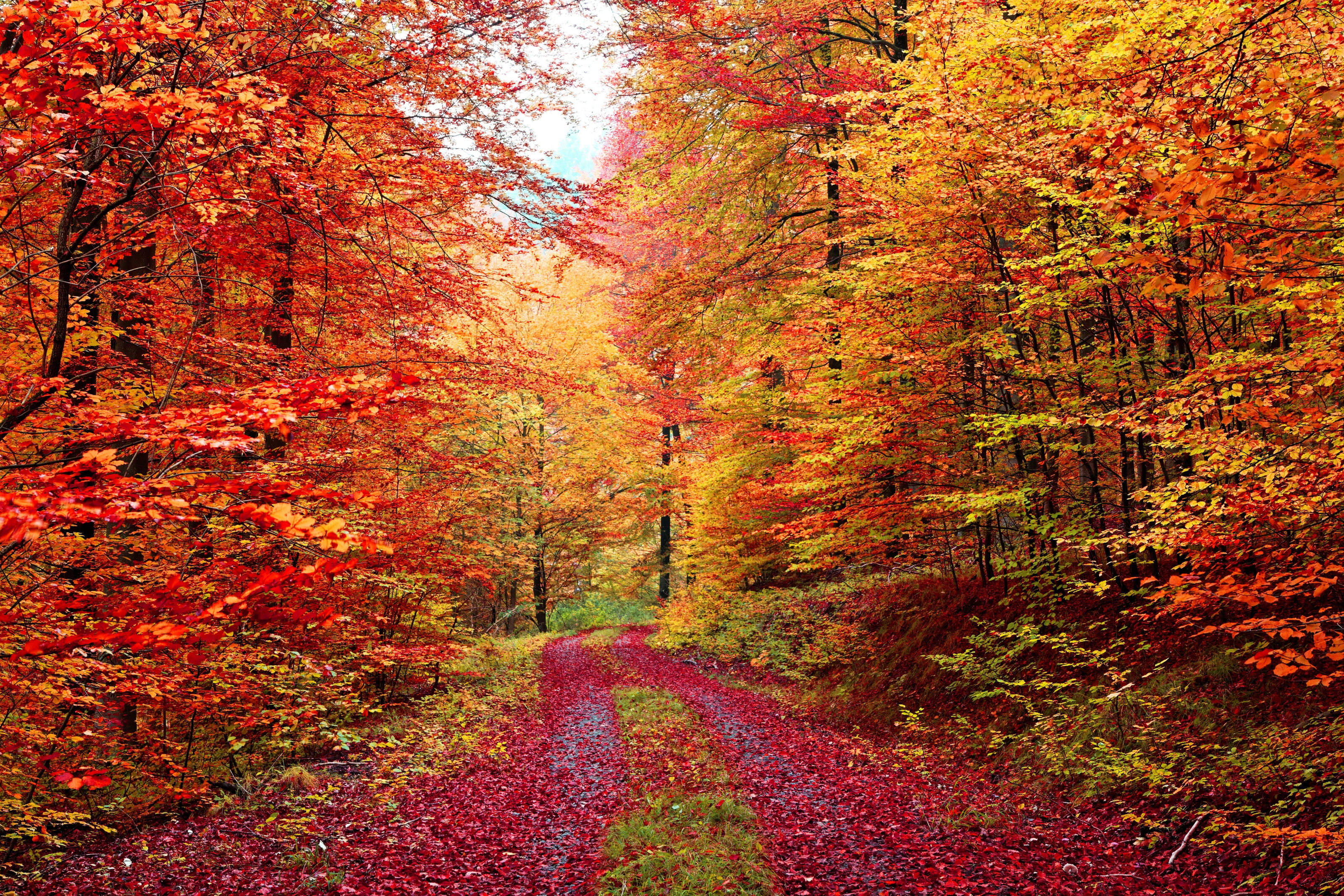 Colorful Autumn Forest Road Wall Mural