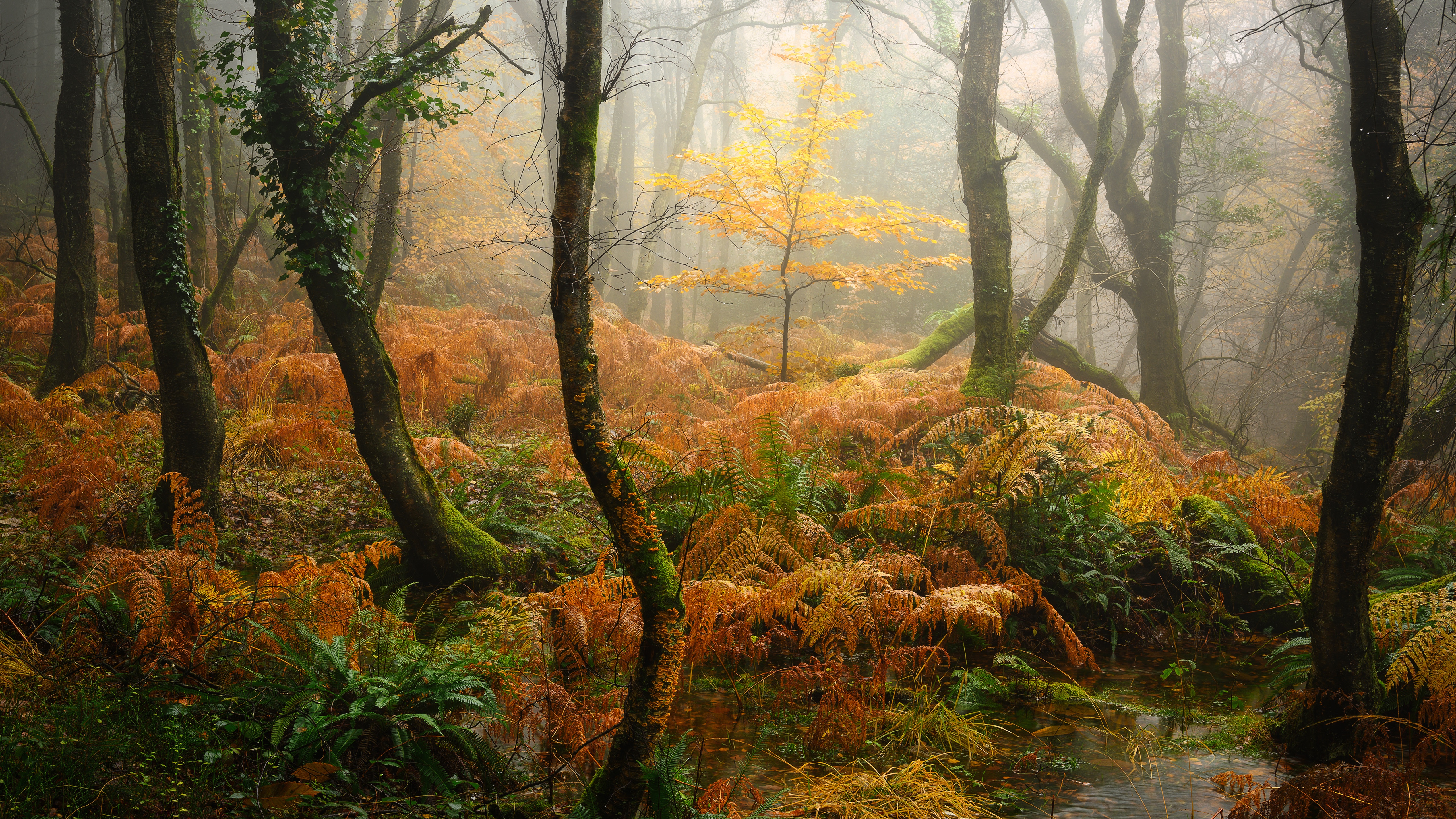 Wallpaper Nature, Fall, Foggy, Aesthetic, Thick forest, Autumn Forest for mobile and desktop, section природа, resolution 5120x2880
