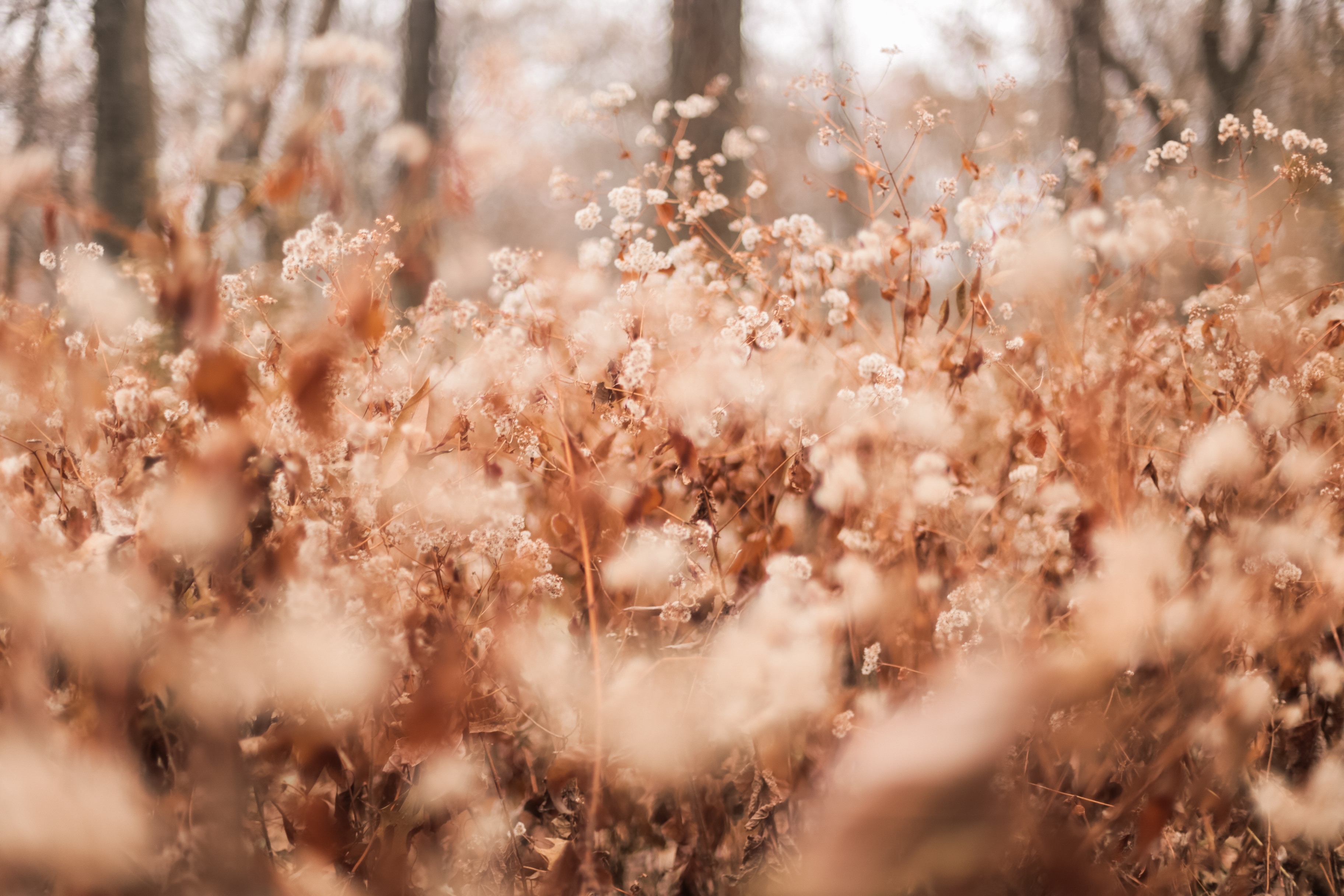 Wallpaper Brown Leaves on Brown Soil During Daytime, Background Free Image