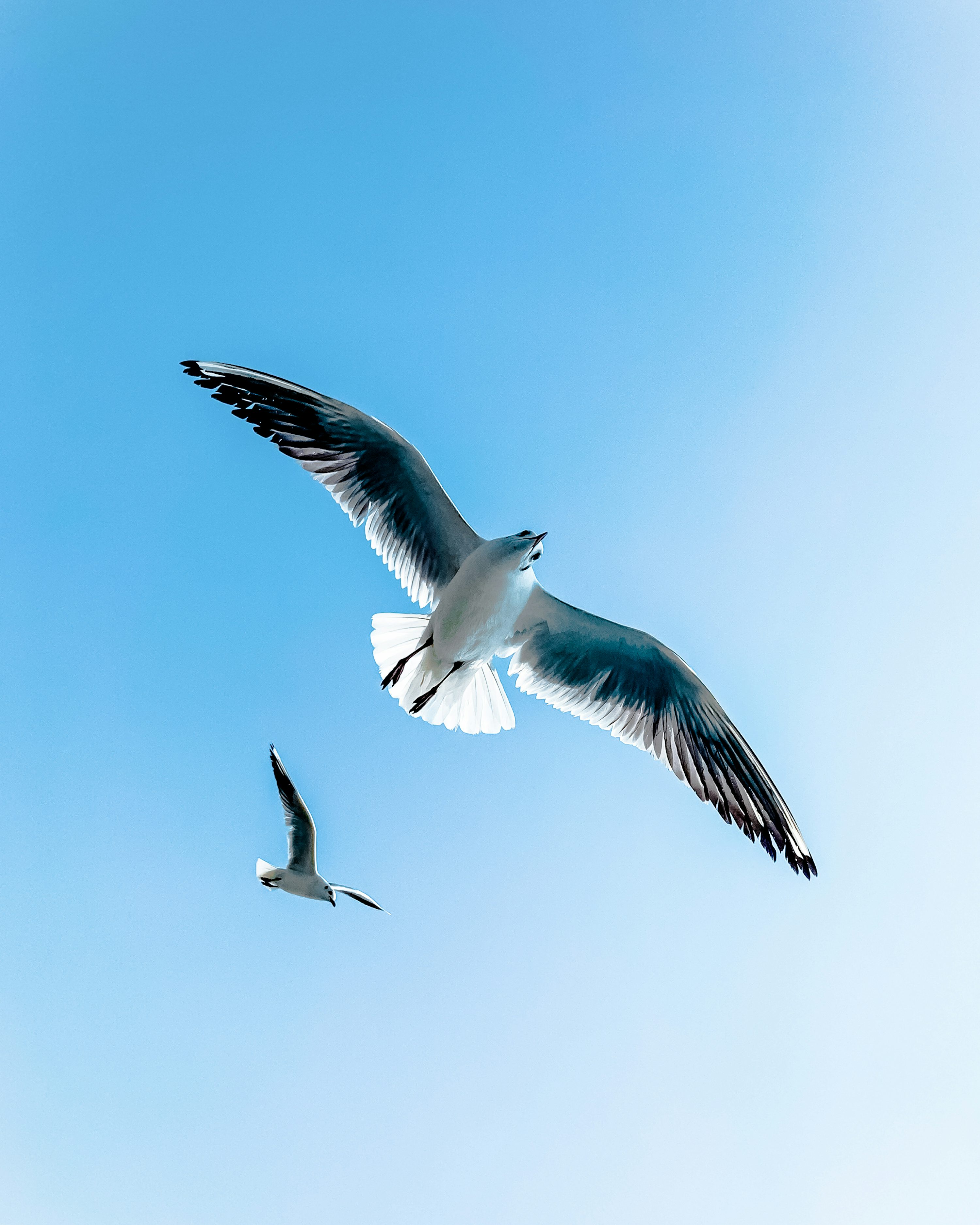 Birds Flying Picture. Download Free Image