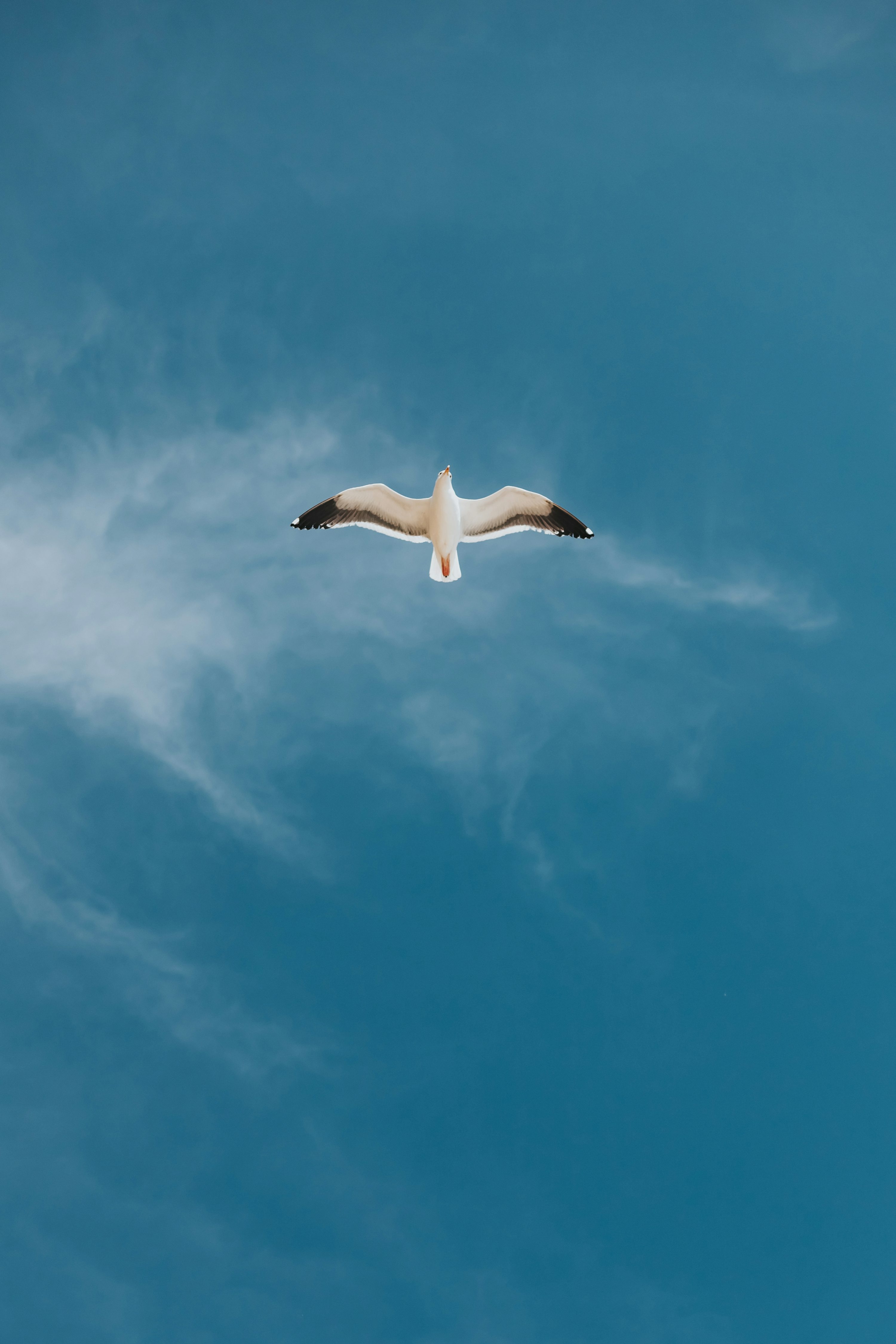 Flying Bird Picture. Download Free Image
