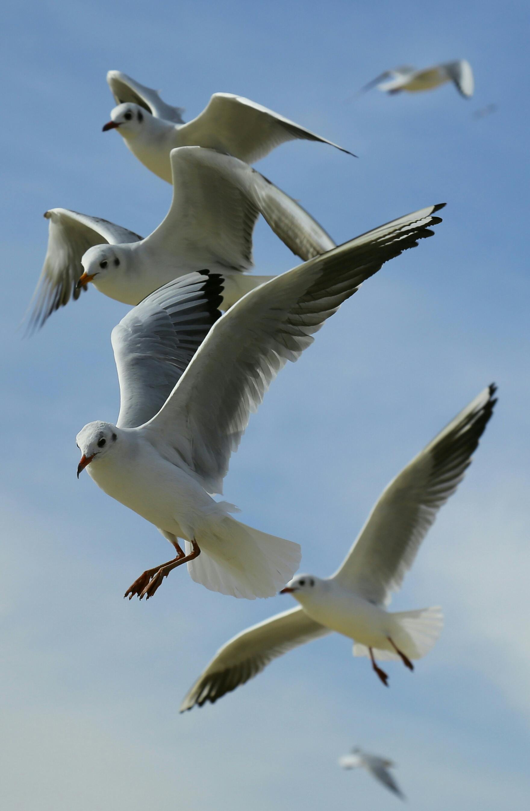 Flying Birds Photo, Download The BEST Free Flying Birds & HD Image