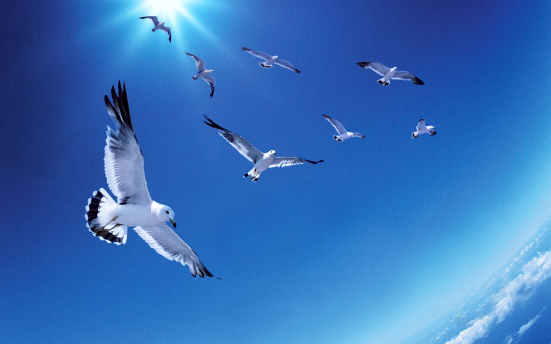 Serene Sky: Seagulls in High Definition Wallpaper