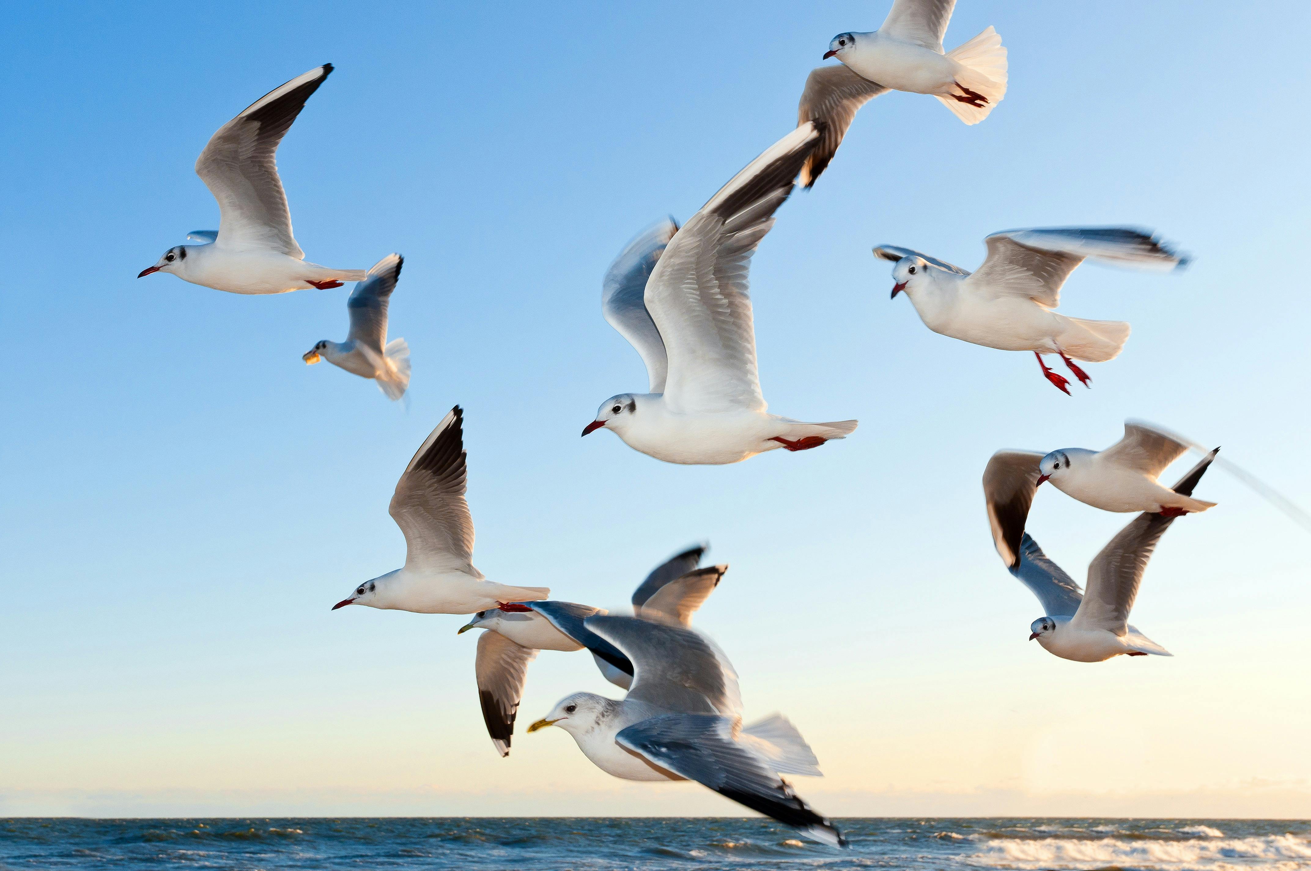 Birds Flying Photo, Download The BEST Free Birds Flying & HD Image
