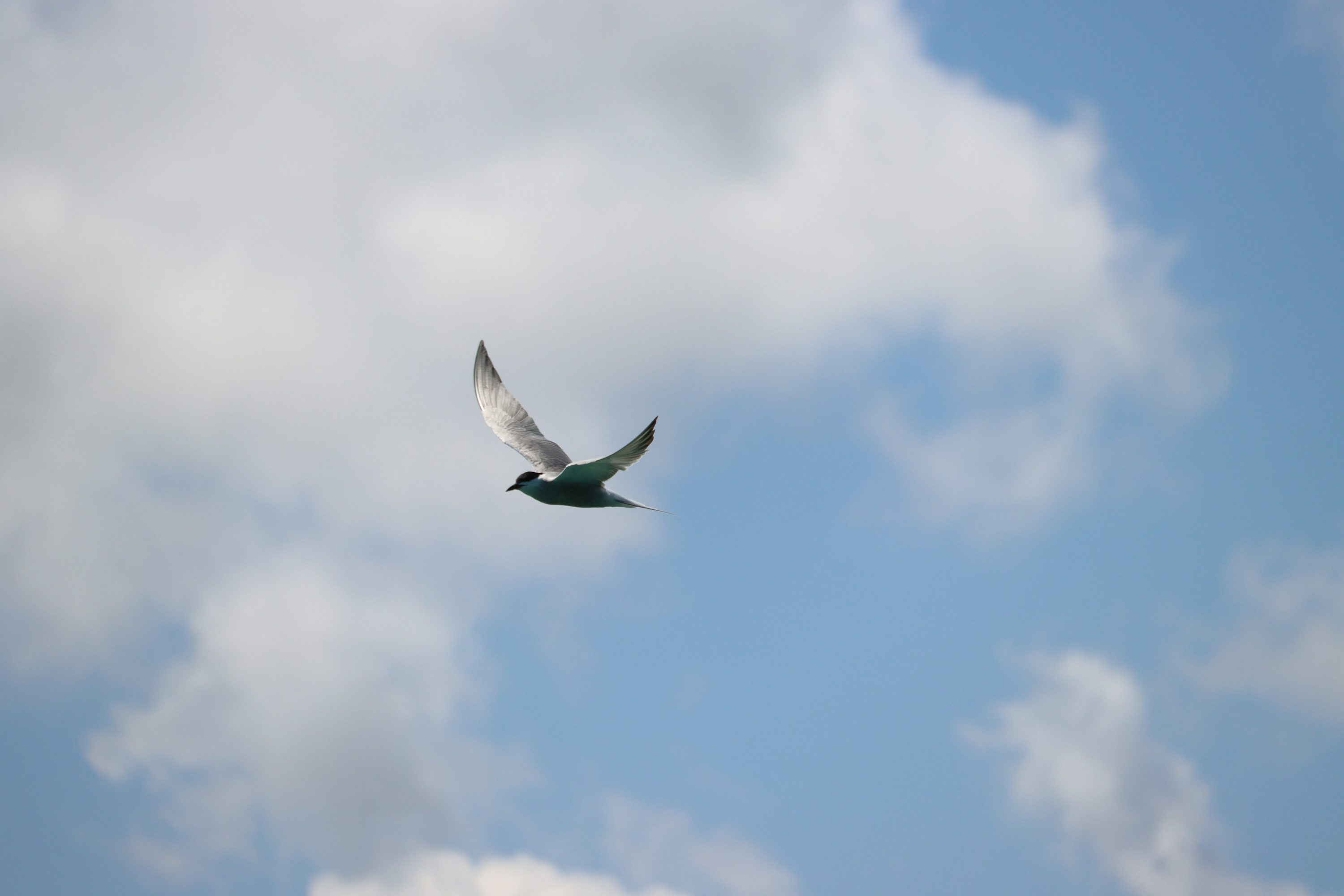Bird In Sky Picture. Download Free Image
