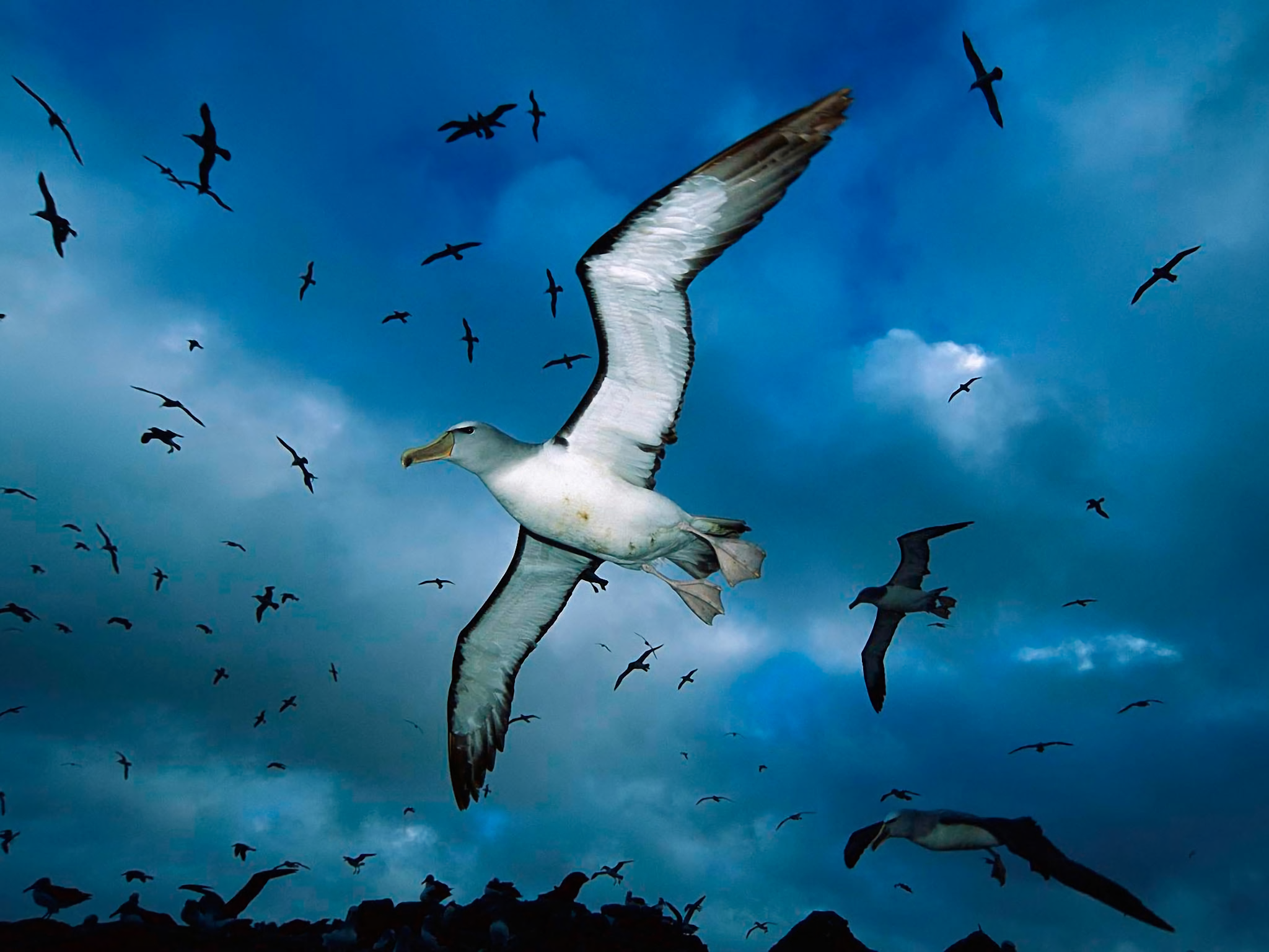 Download Flying Bird Animal Albatross Image