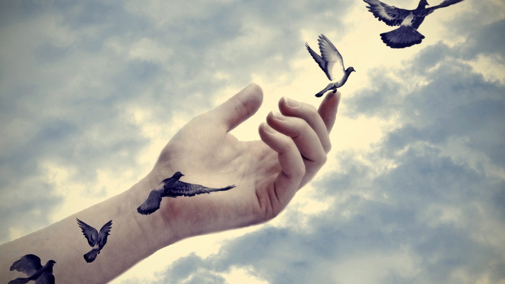 Download Hand Flying Bird Illusion Photography Manipulation HD Wallpaper
