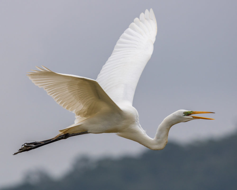 Flying Bird Image [HD]- Download Photo of Flying Birds for Free