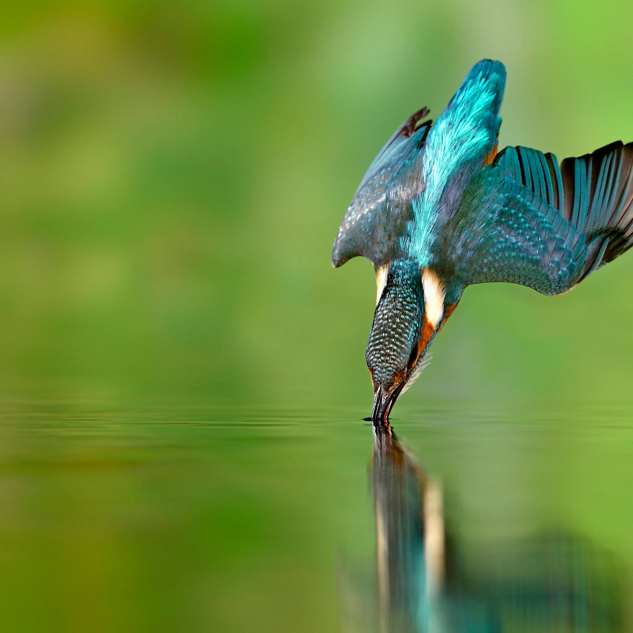 Kingfisher bird Wallpaper 4K, Flying bird, Catching a fish