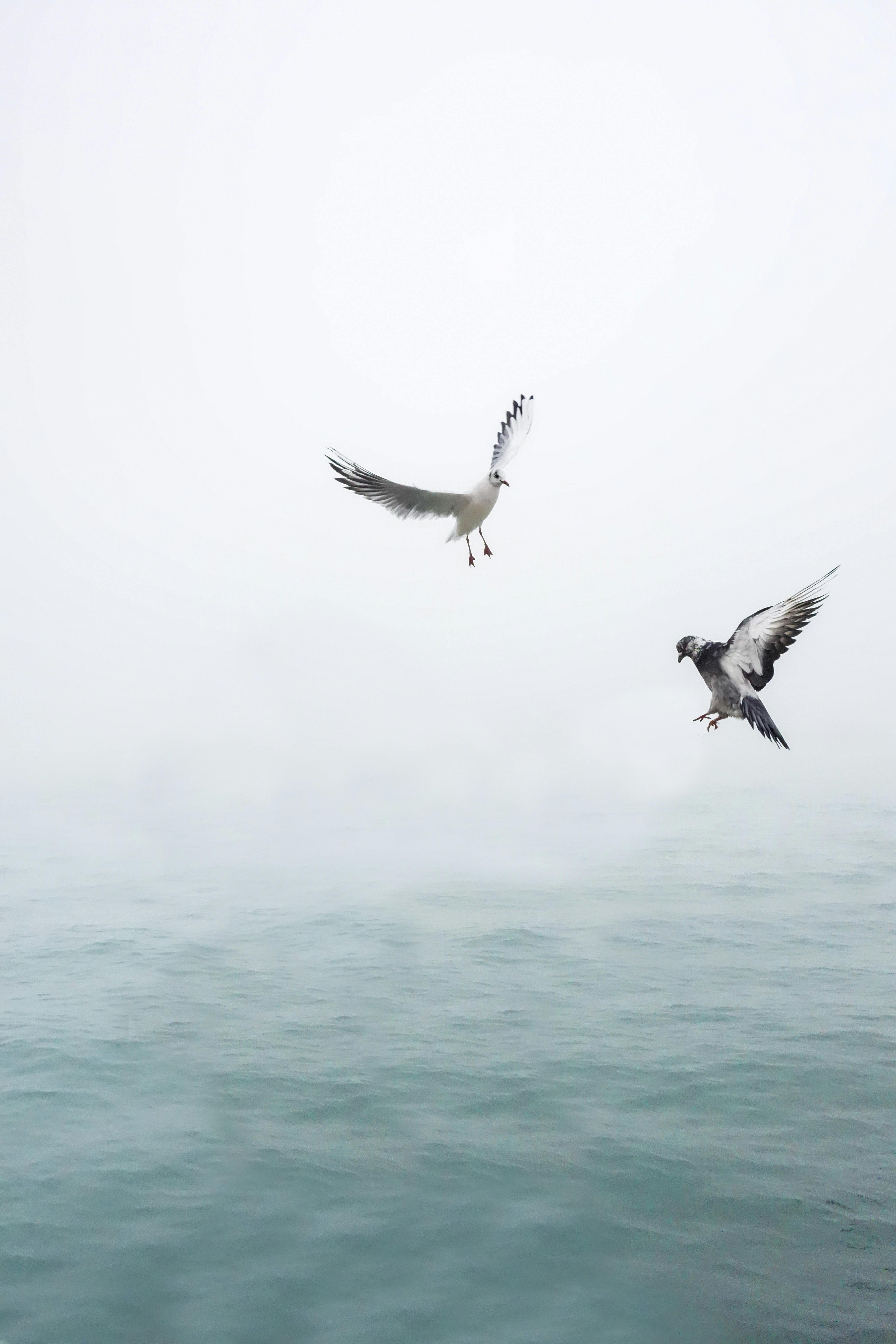 Seagull Photo, Download The BEST Free Seagull & HD Image