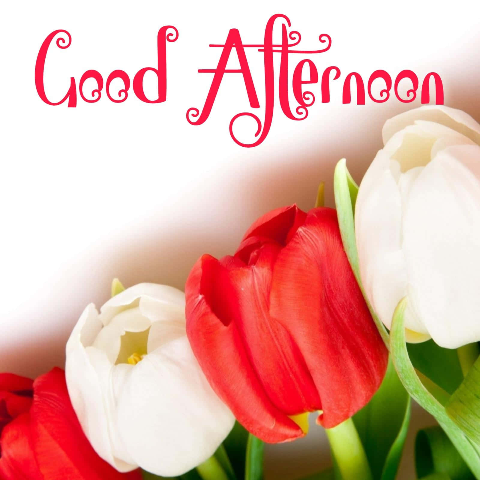 Download Good Afternoon Greetings Tulips Picture