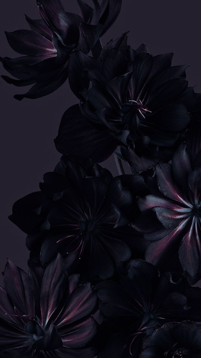 Black Flowers with Purple Centers on a Dark Background