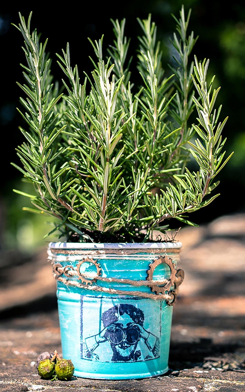 Rosemary Vase The Jar Of