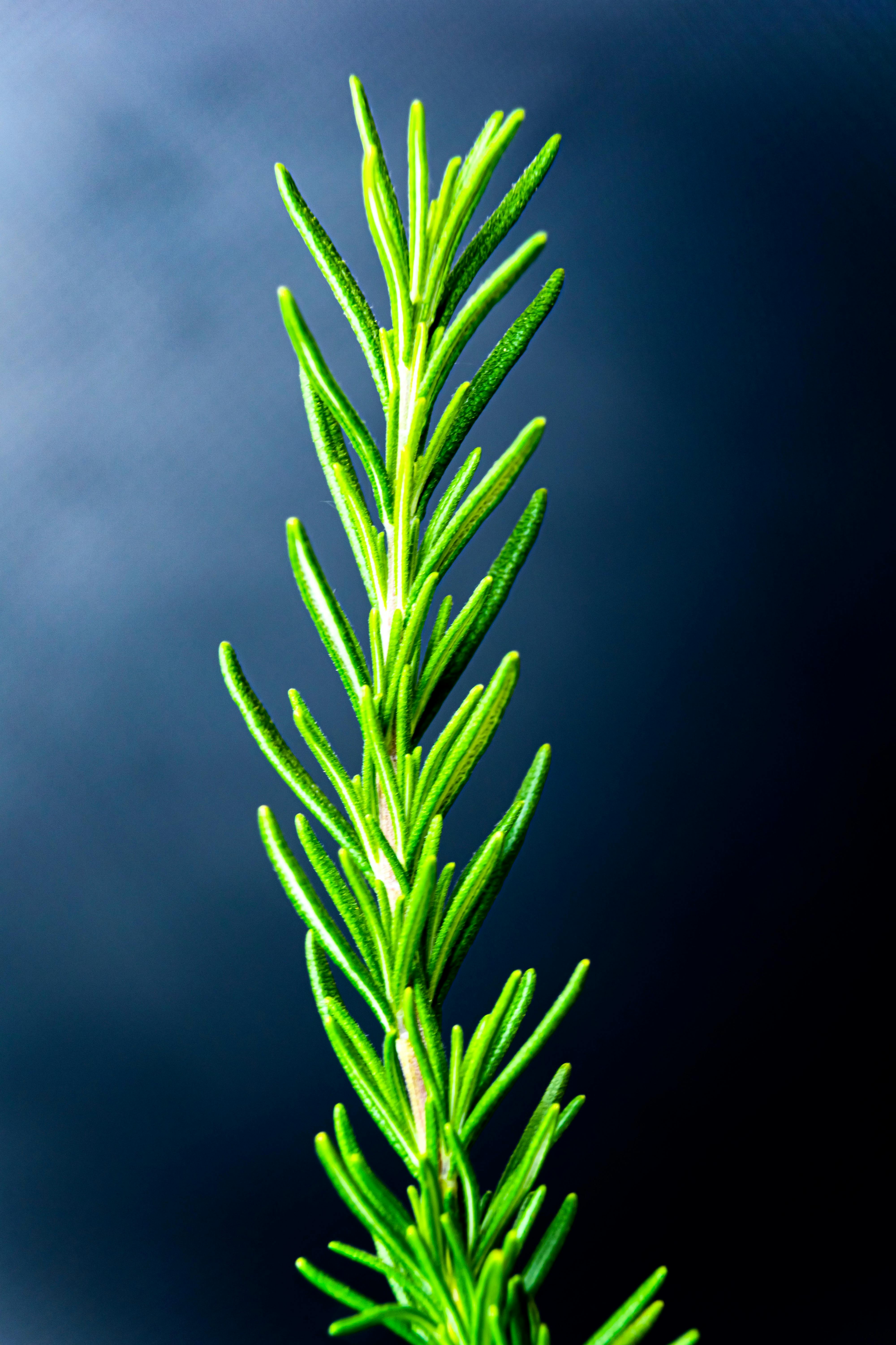 Spruce green rosemary twig on black background · Free