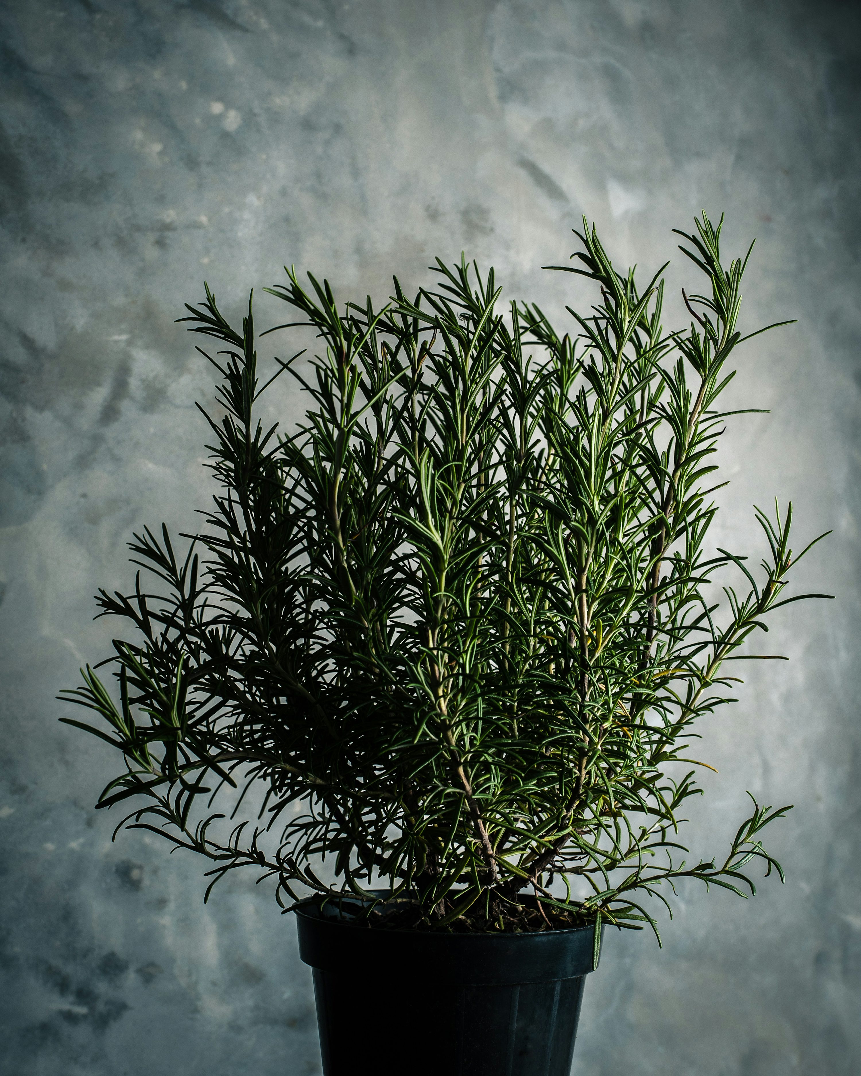 Rosemary Plant Picture. Download Free Image