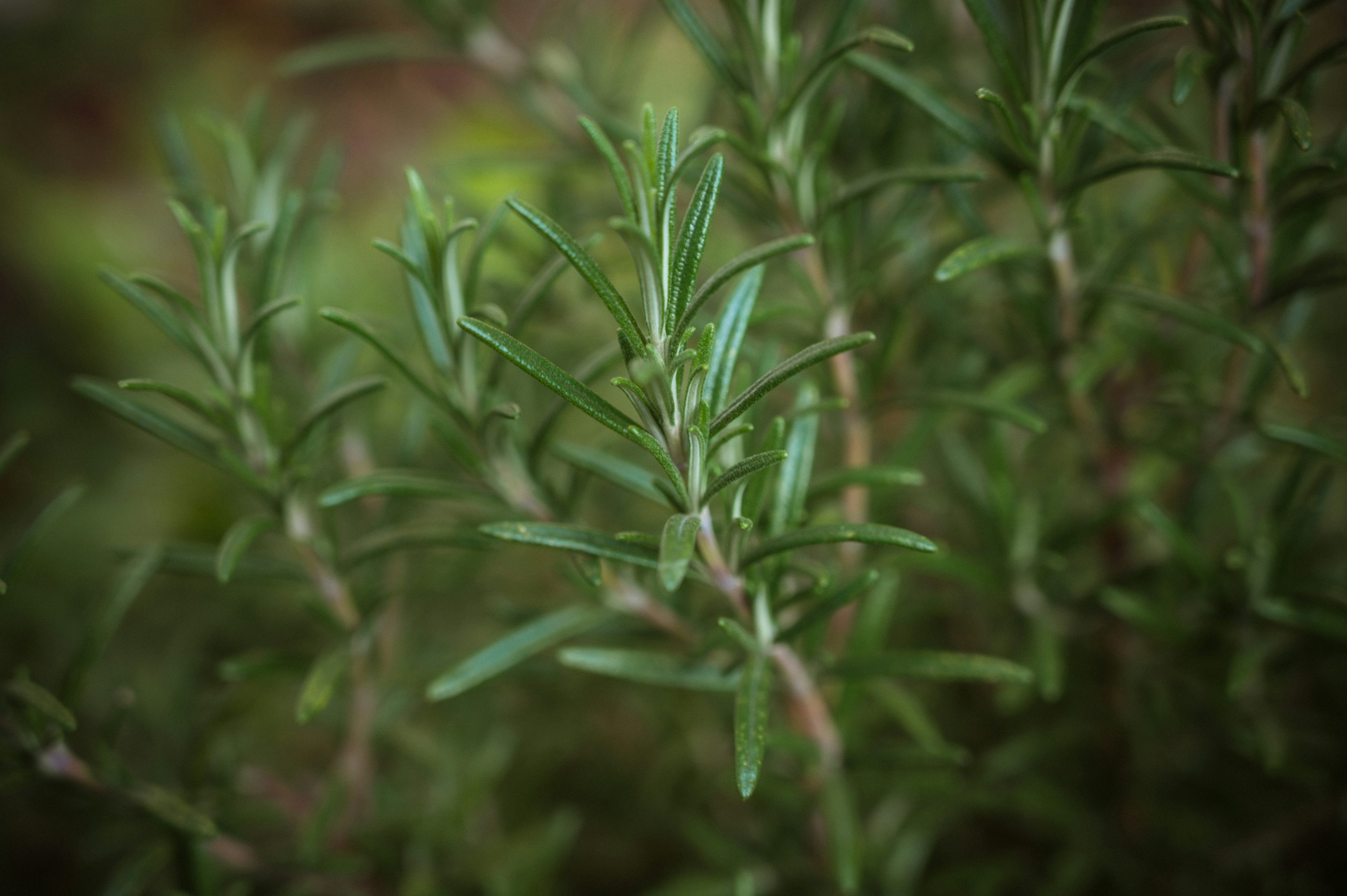 Rosemary Plant Picture. Download Free Image