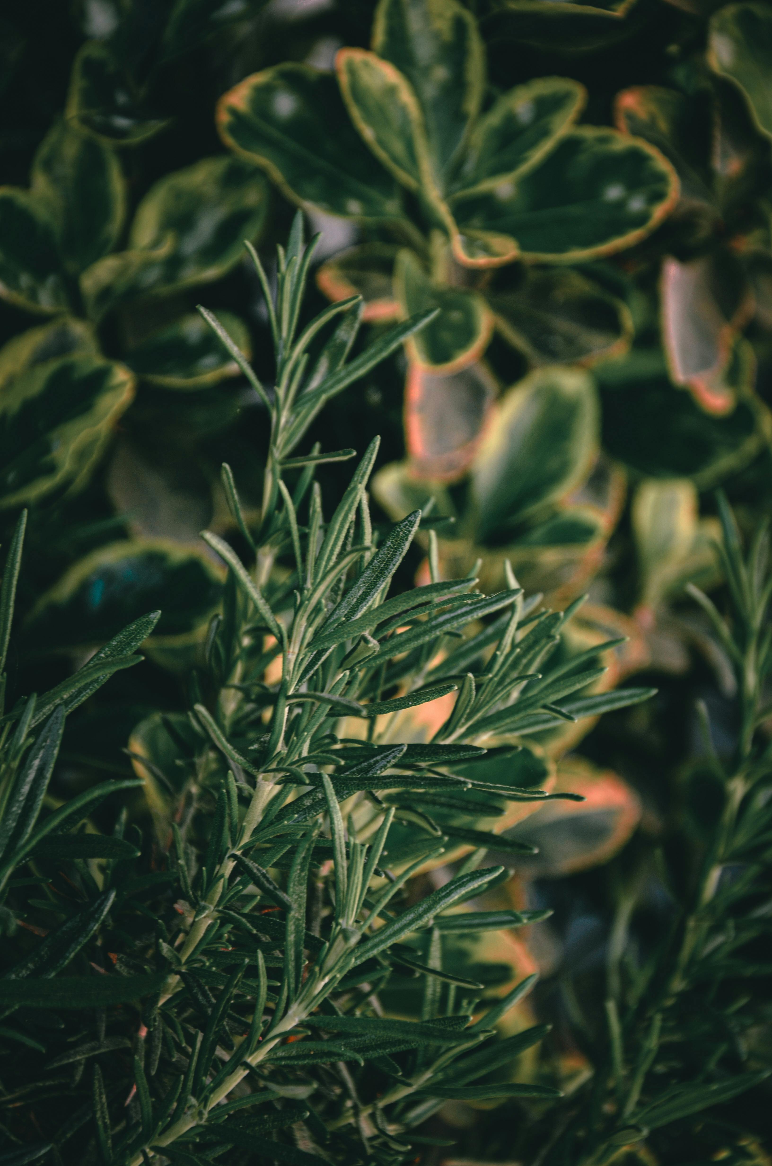 Close Up Of Rosemary Shrub · Free