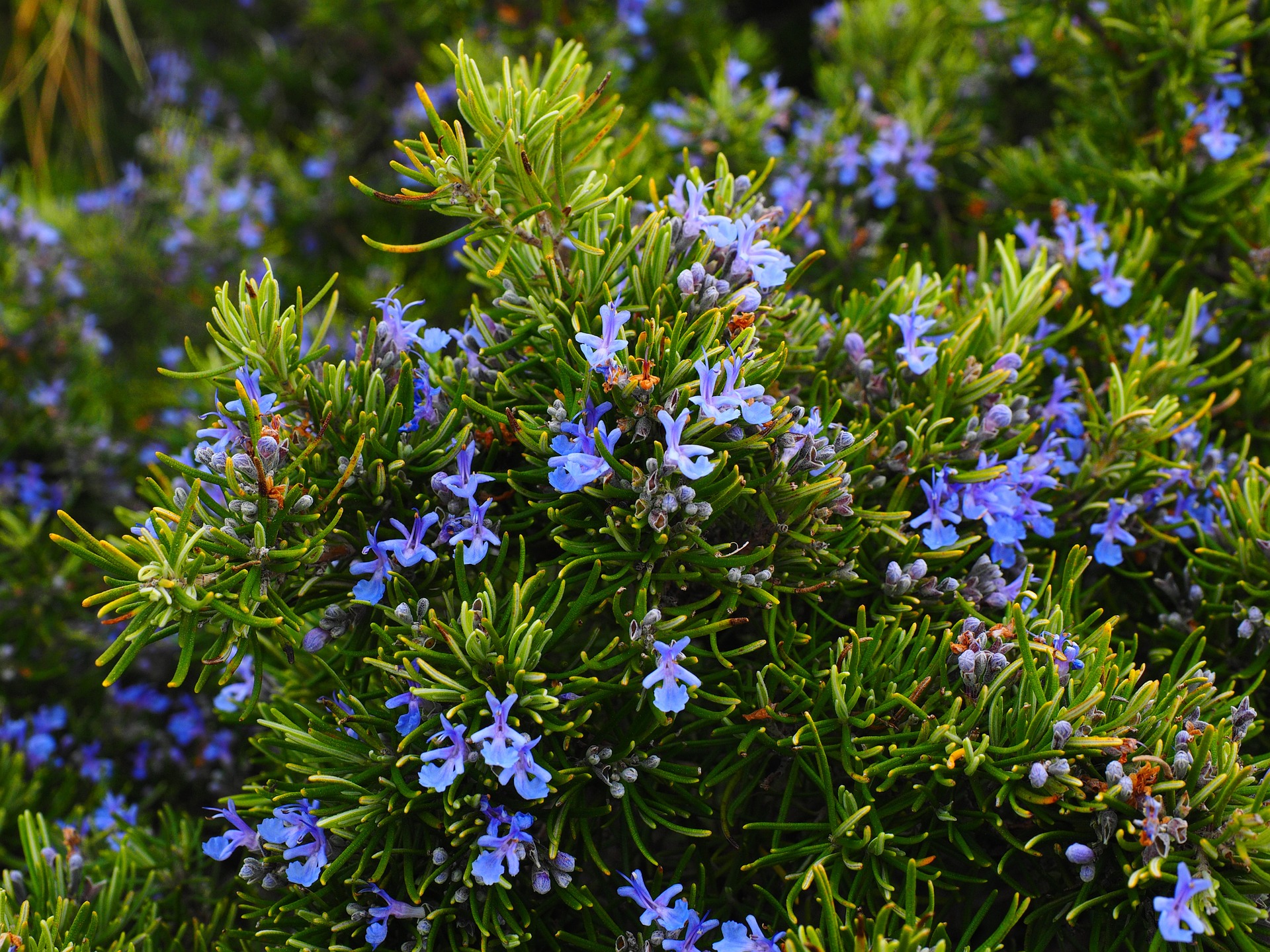 Patty's Plant Picks: Upright Rosemary