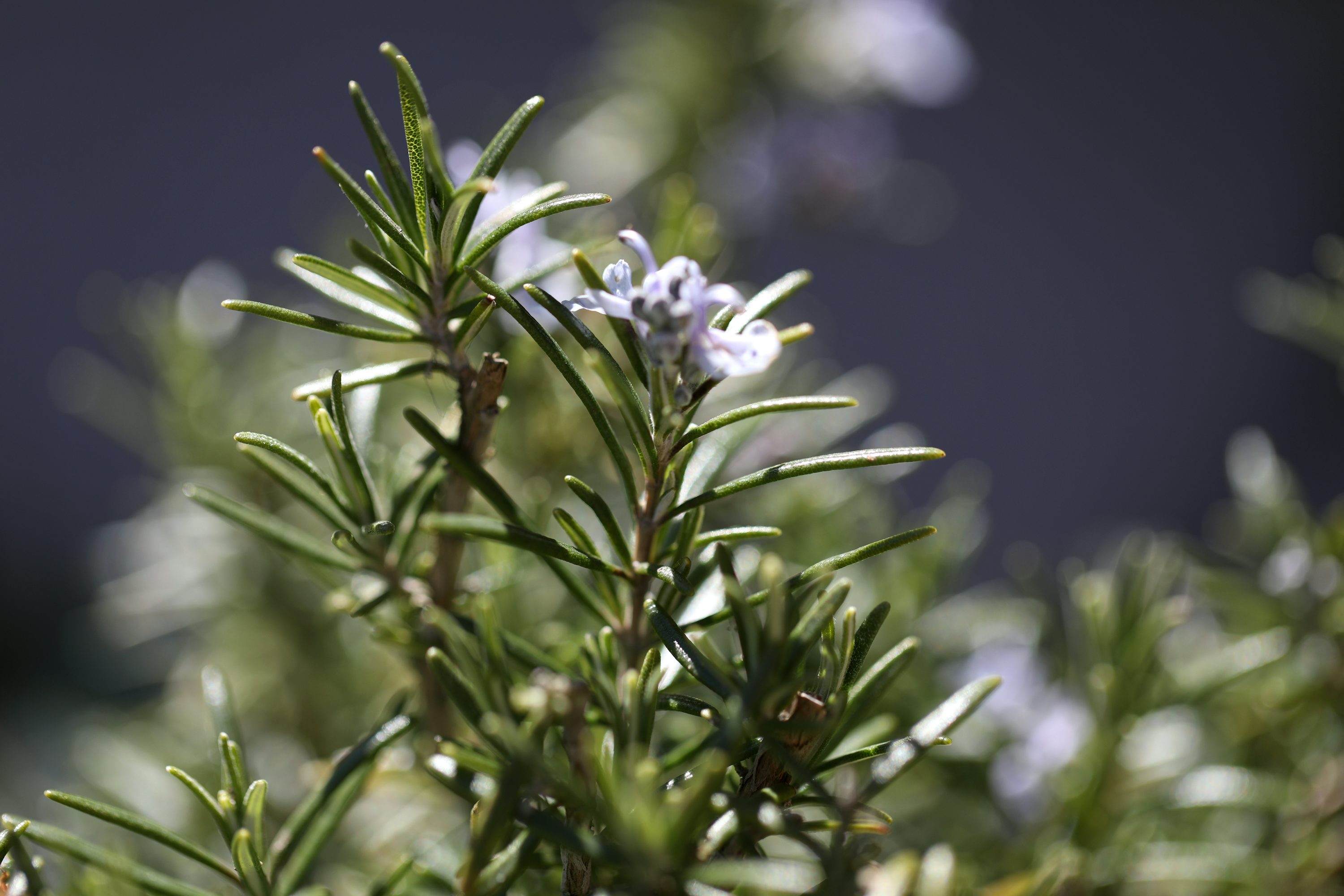 Rosemary Plant Picture. Download Free Image