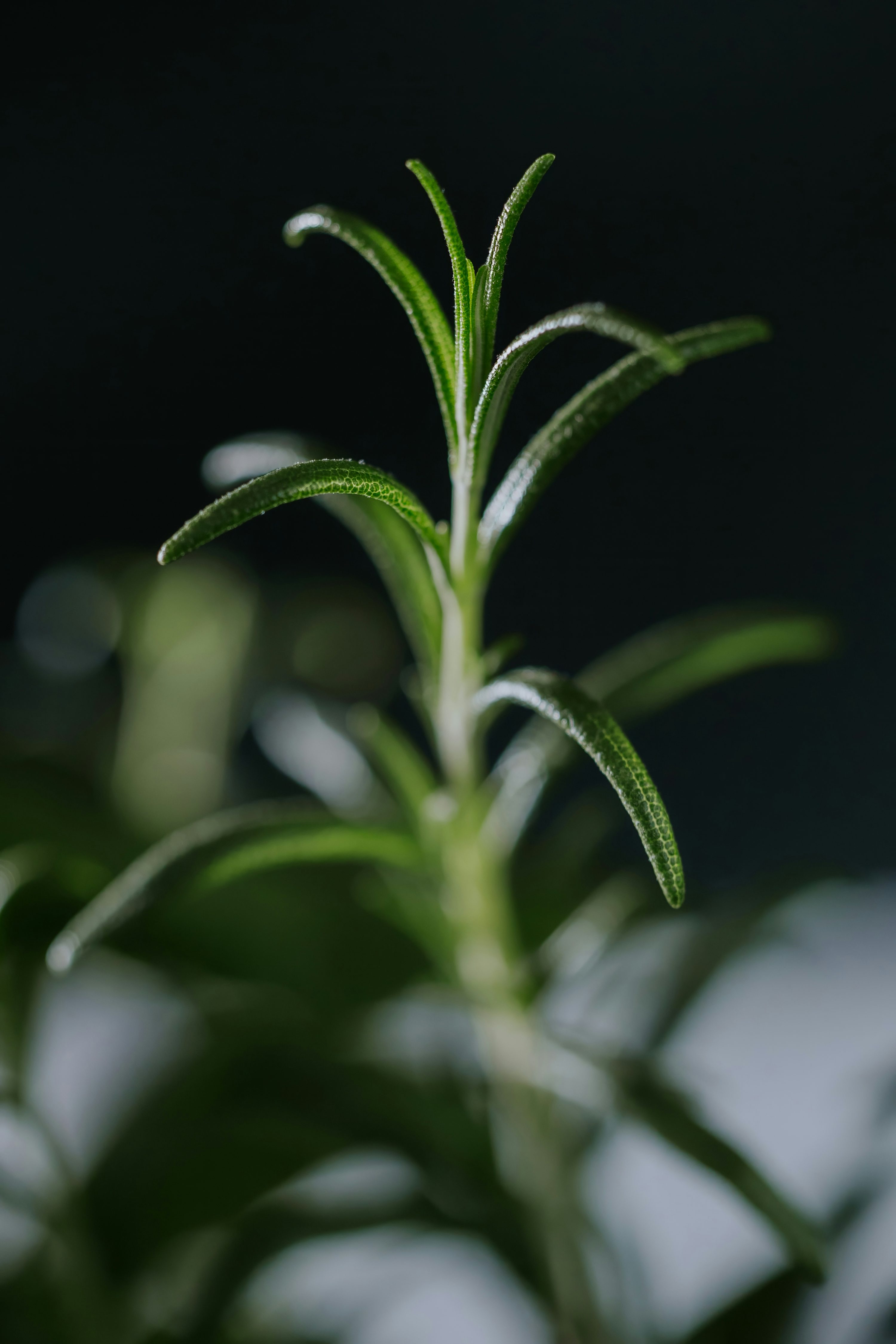 A close up of a plant with green leaves photo