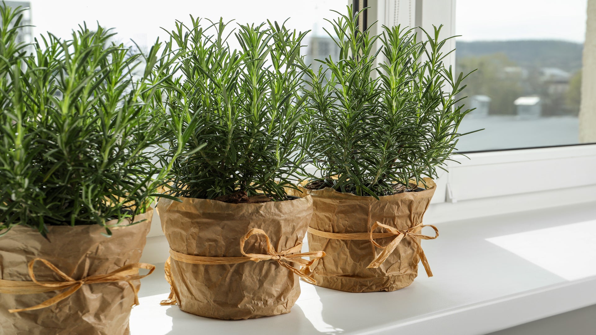 Rosemary Plant Benefits. Rosemary Plant Uses and Growing Tips