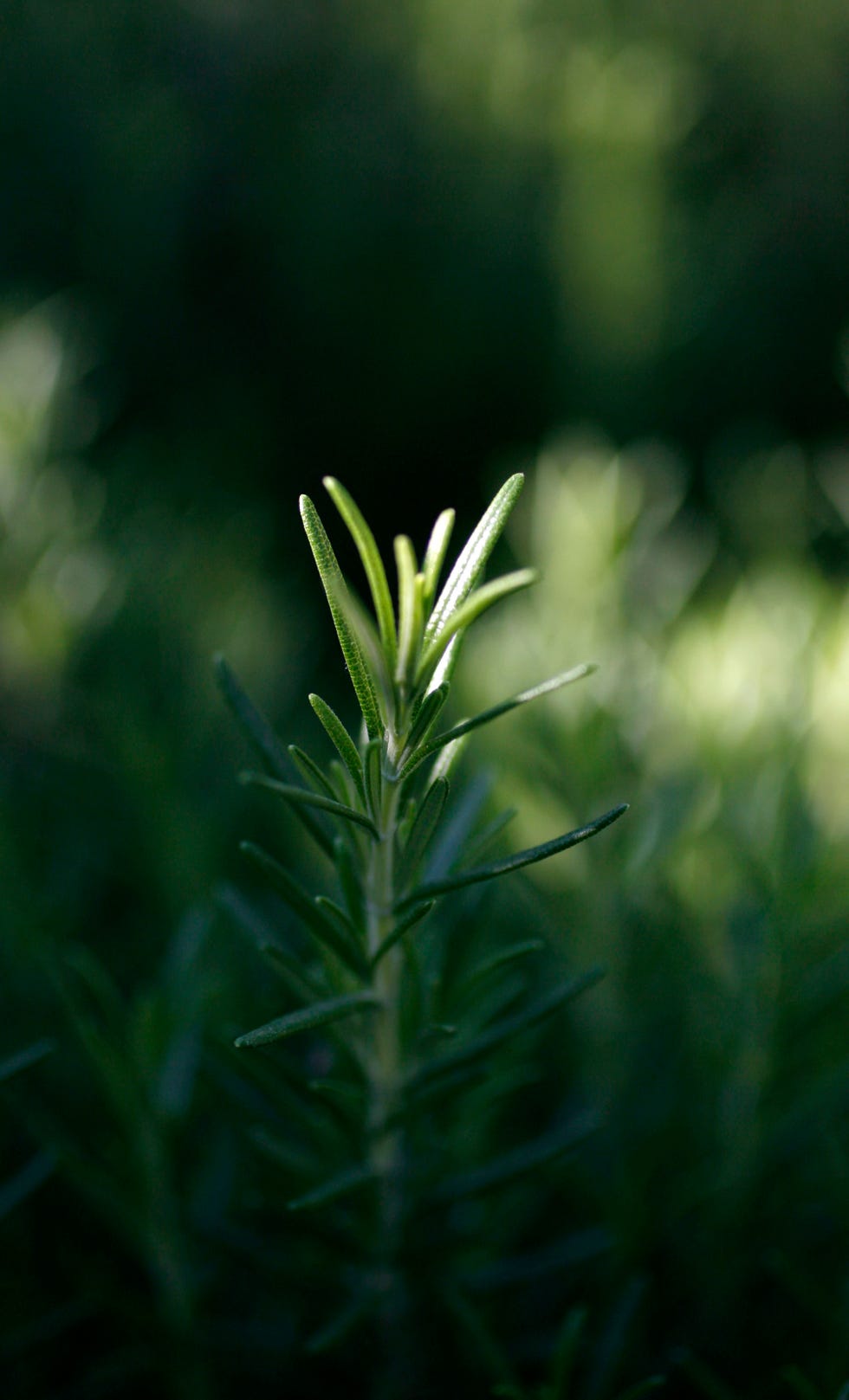 How to Grow and Care for Rosemary Plants