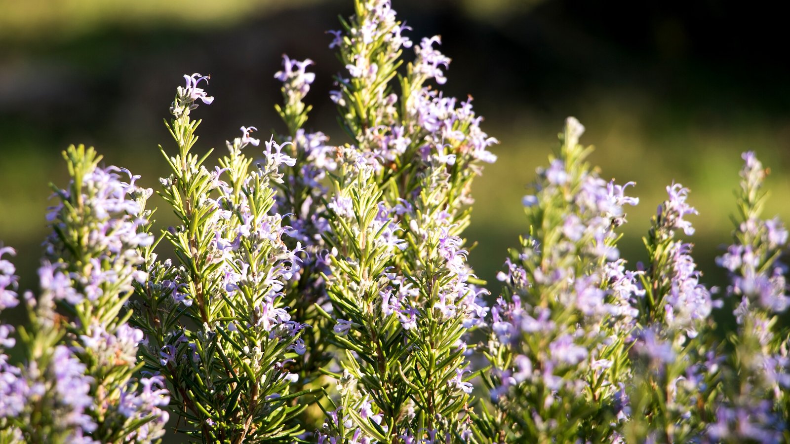 Does Rosemary Need Full Sun, Partial Shade, or Full Shade?