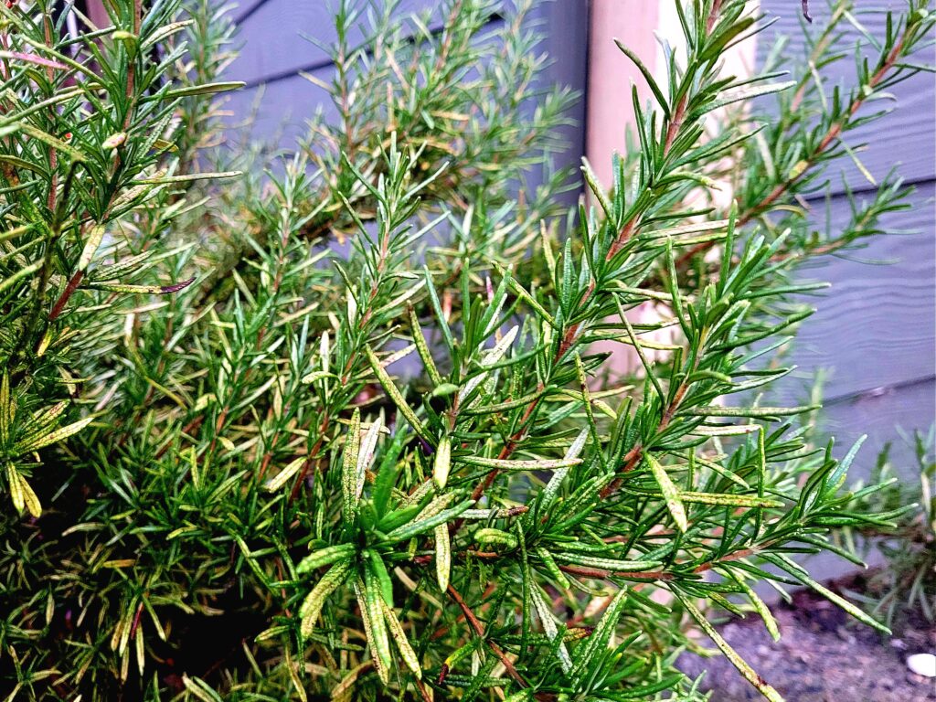 Medicinal Properties of Rosemary for the Brain (and More!)