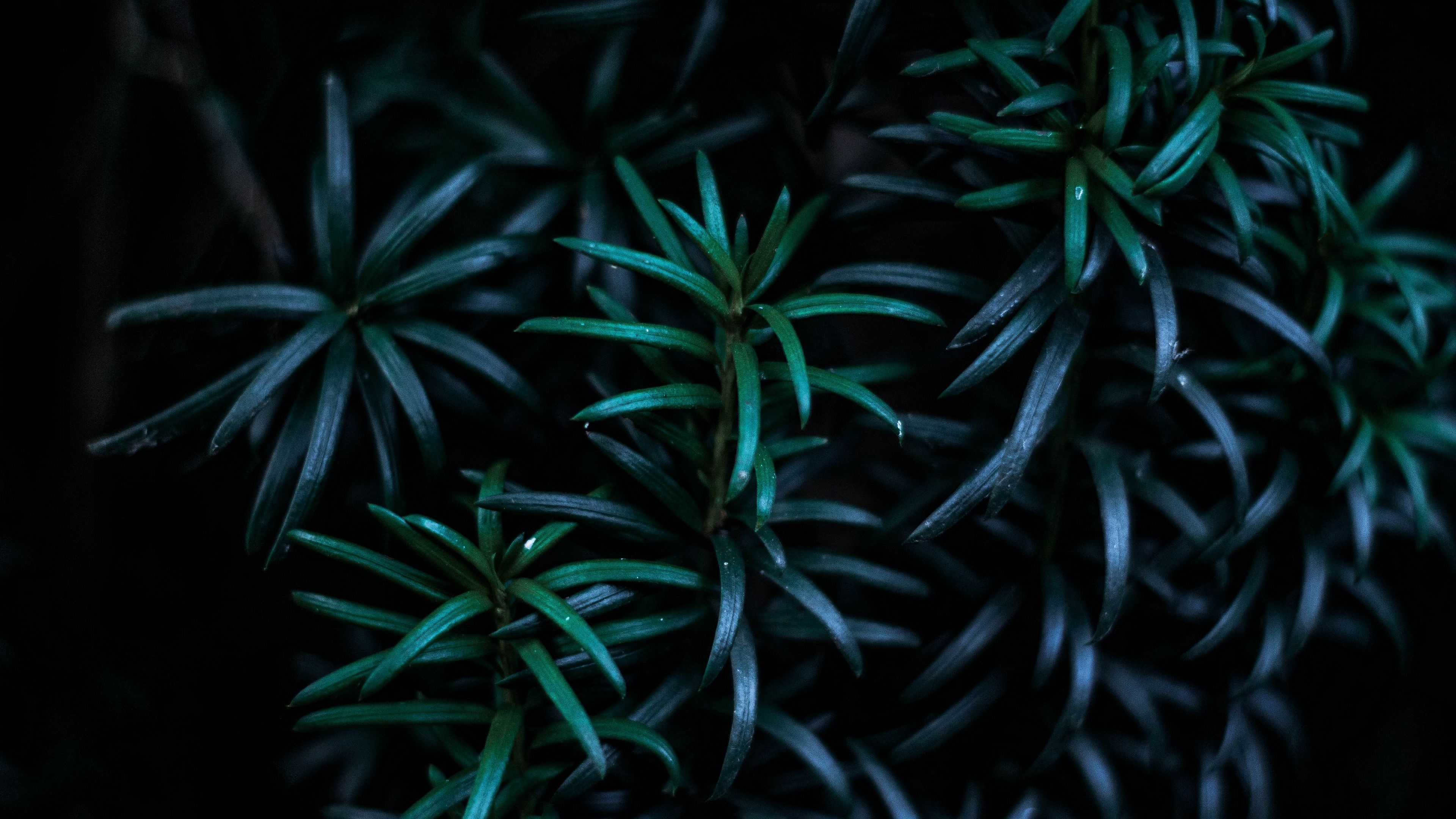 Rosemary (Herb) Wallpaper