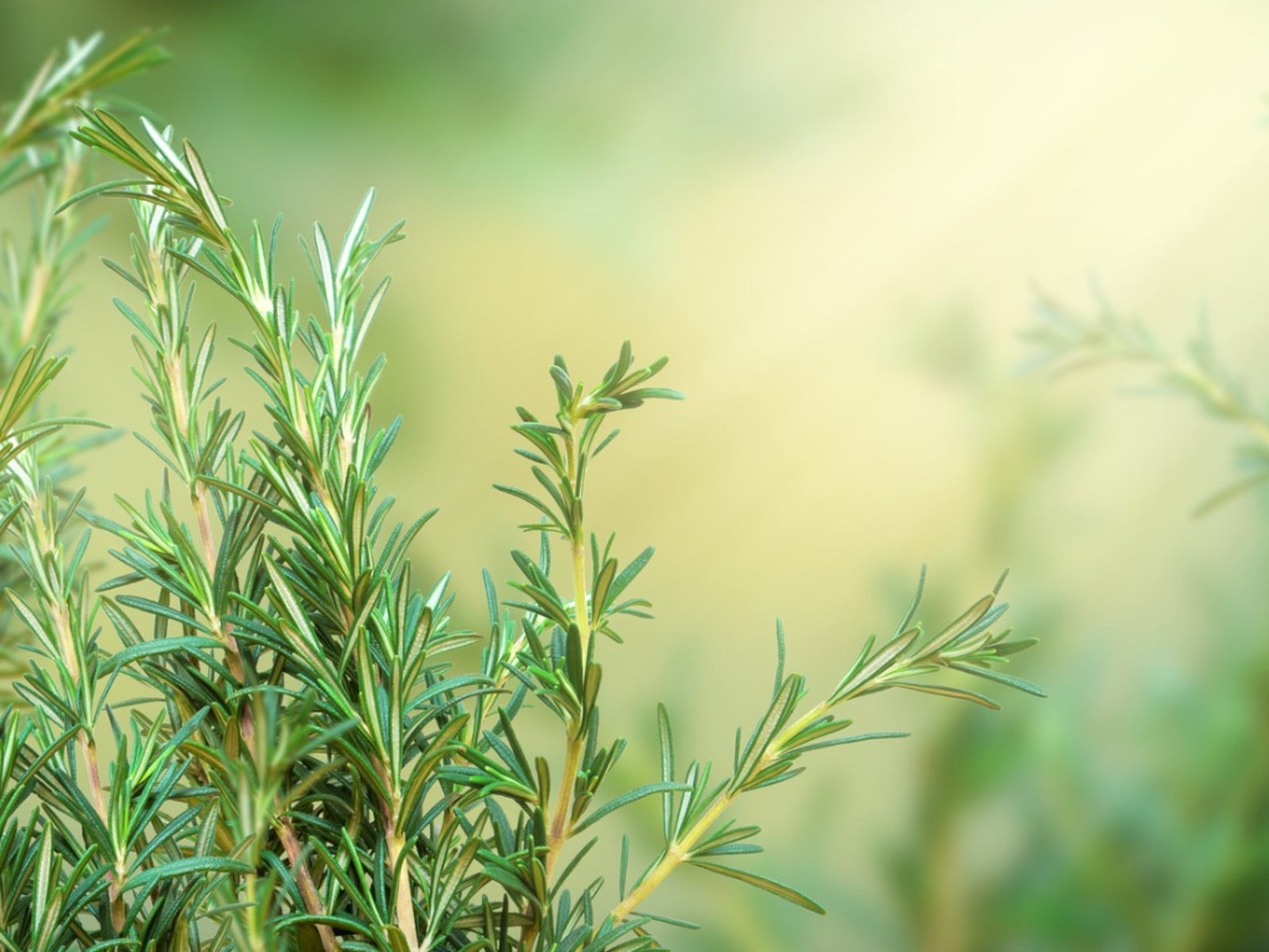 Treating Powdery Mildew On Rosemary. Gardening Know How