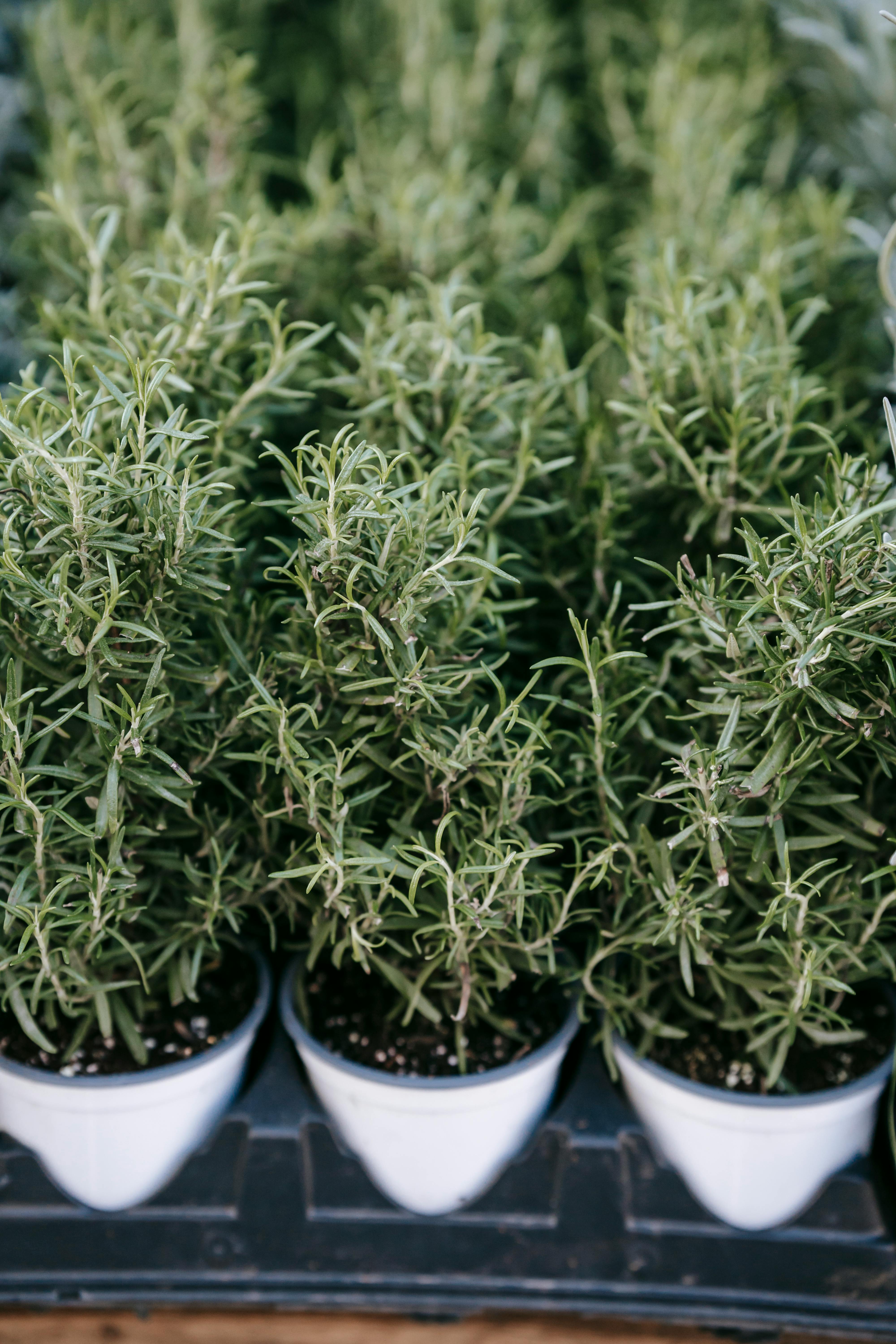 Rosemary Plant Photo, Download The BEST Free Rosemary Plant & HD Image